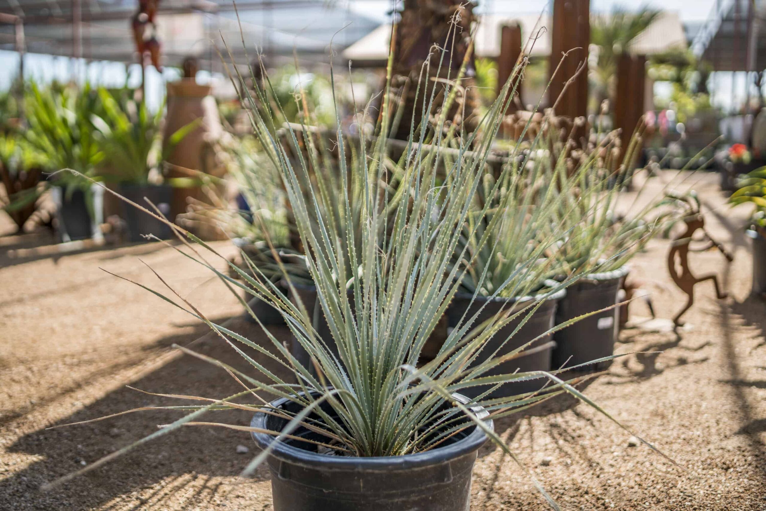 Desert Spoon (Gray) – Desert Horizon Nursery