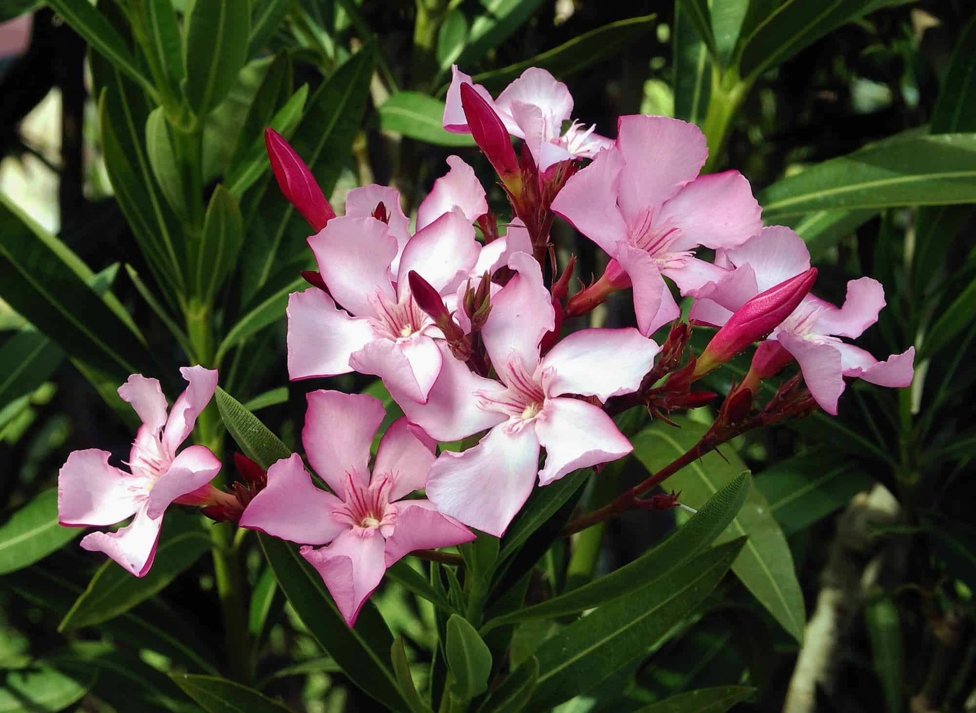 Double Pink Oleander – Desert Horizon Nursery