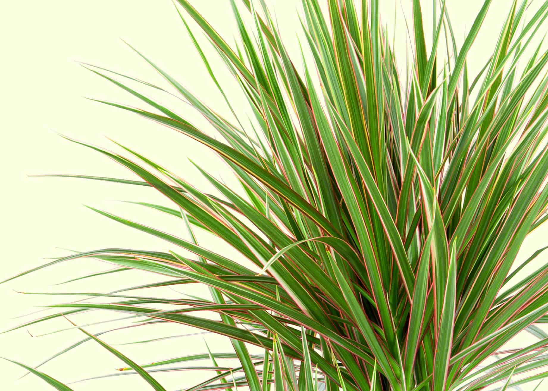 Dracaena – Desert Horizon Nursery
