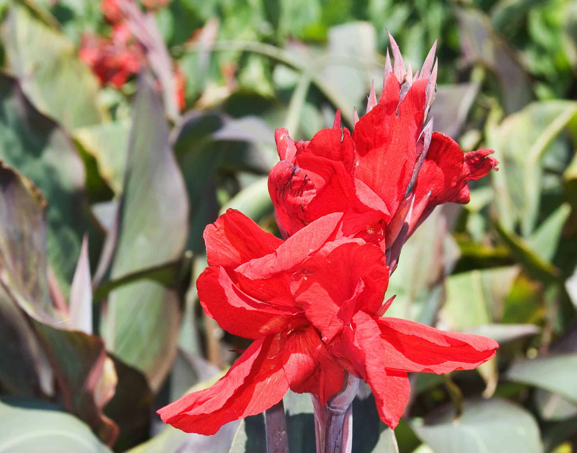 Canna Lily Red – Desert Horizon Nursery
