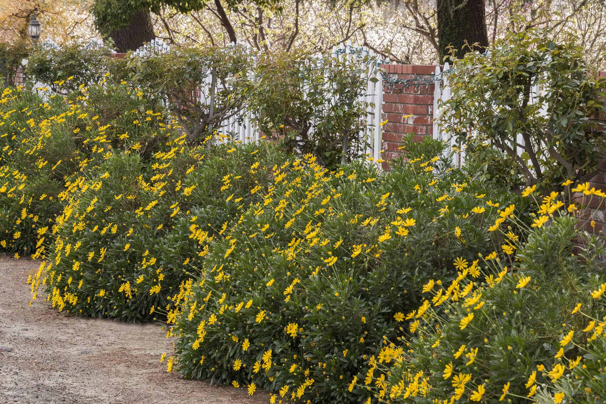 Euryops Daisy – Desert Horizon Nursery