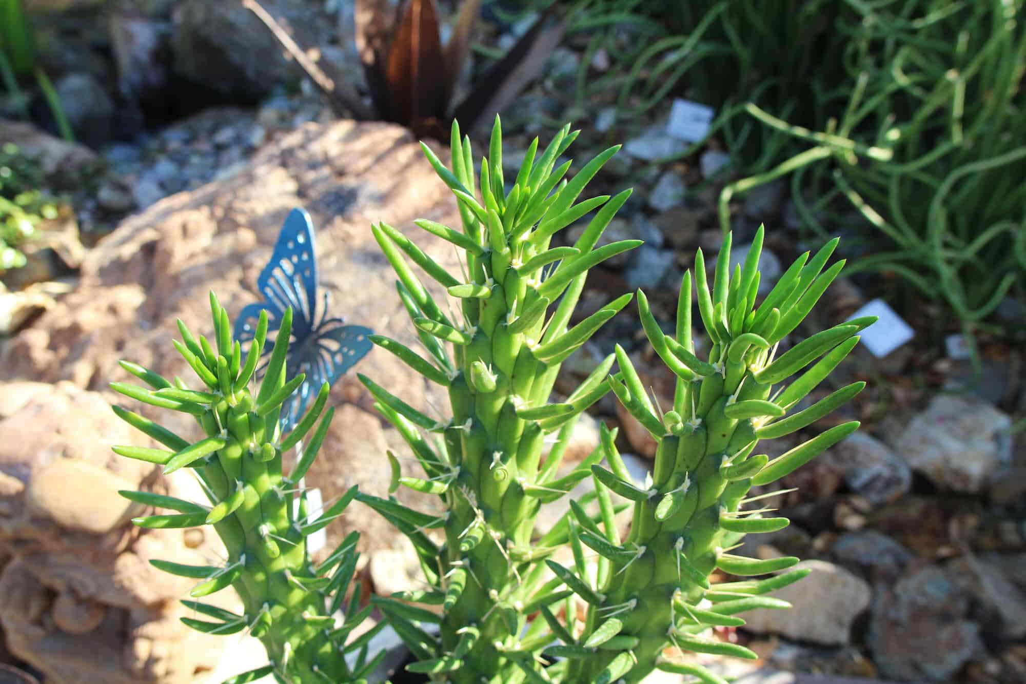 Eve’s Needle – Desert Horizon Nursery