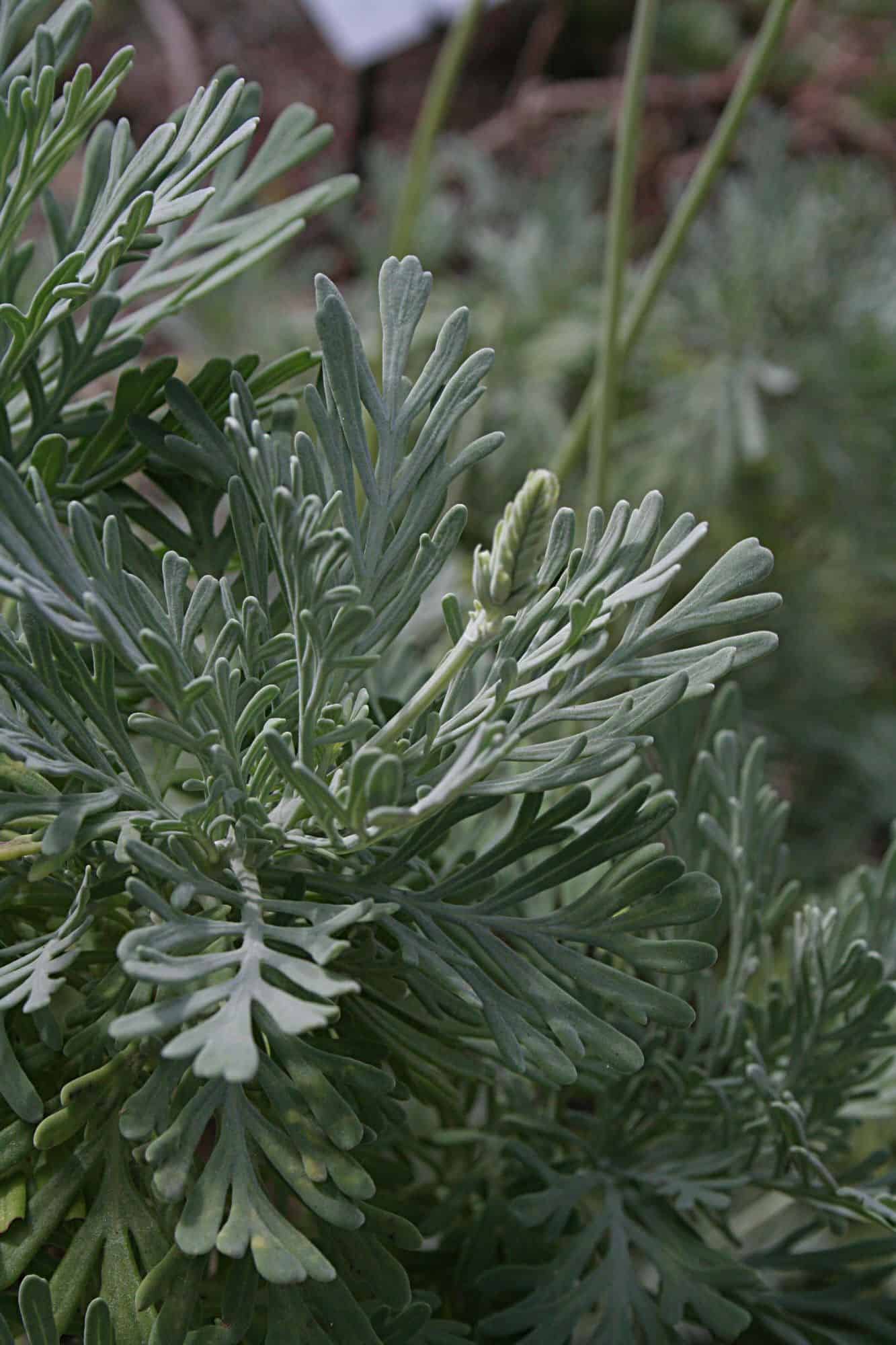Fern Leaf Lavender – Desert Horizon Nursery