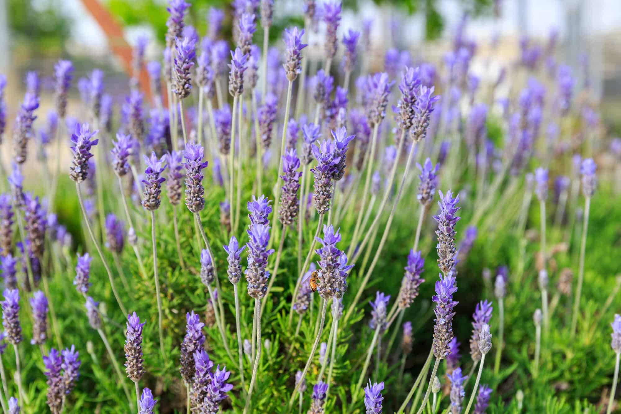 French Lavender – Desert Horizon Nursery
