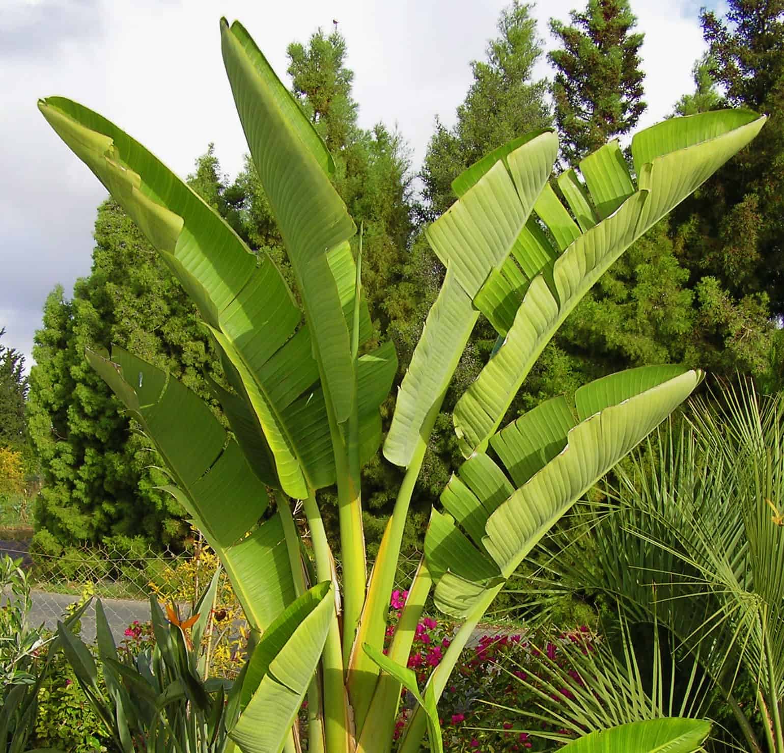 Giant Bird of Paradise (Jumbo Specimen) / Giant Bird of Paradise – Desert Horizon Nursery