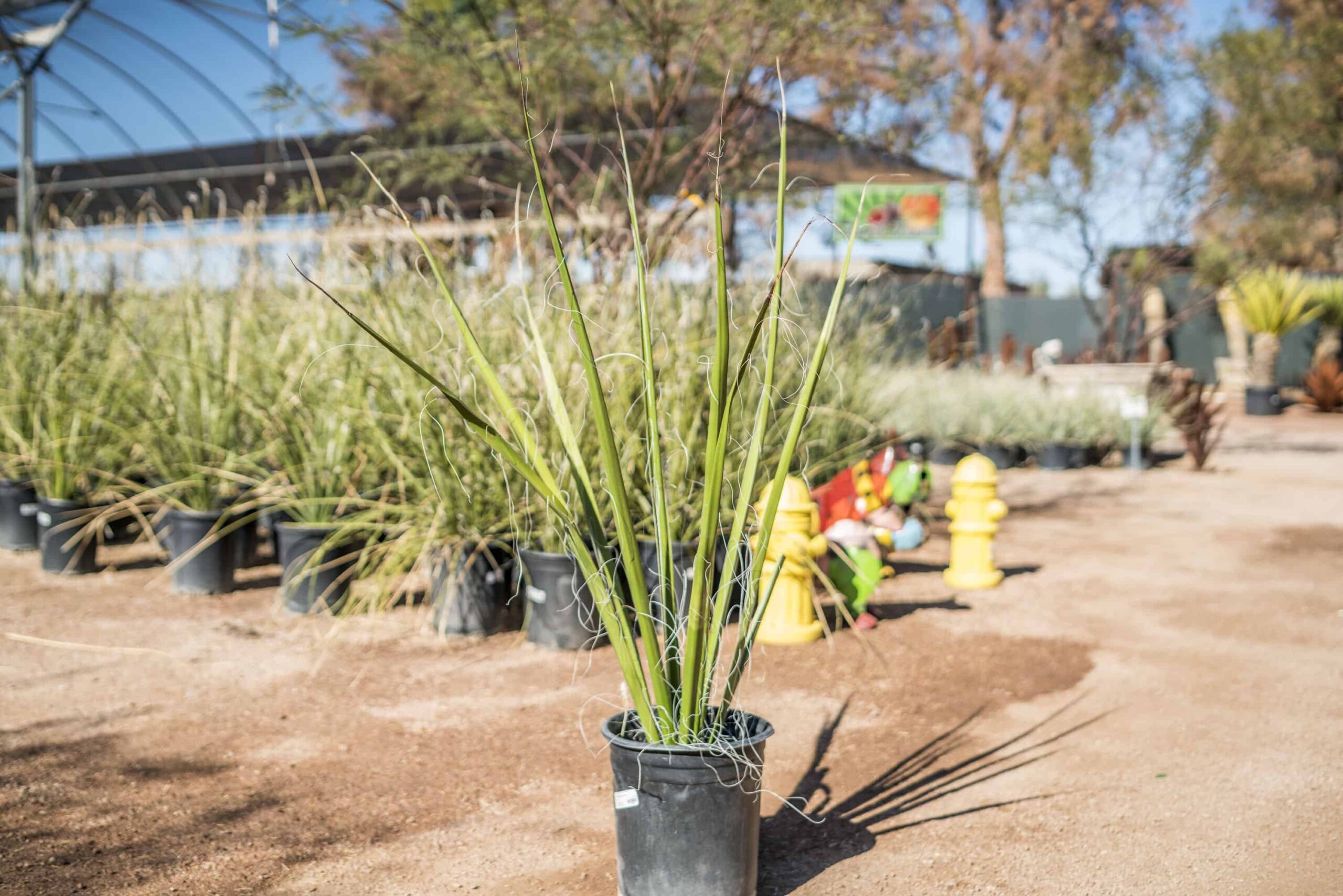 Giant Hesperaloe – Desert Horizon Nursery