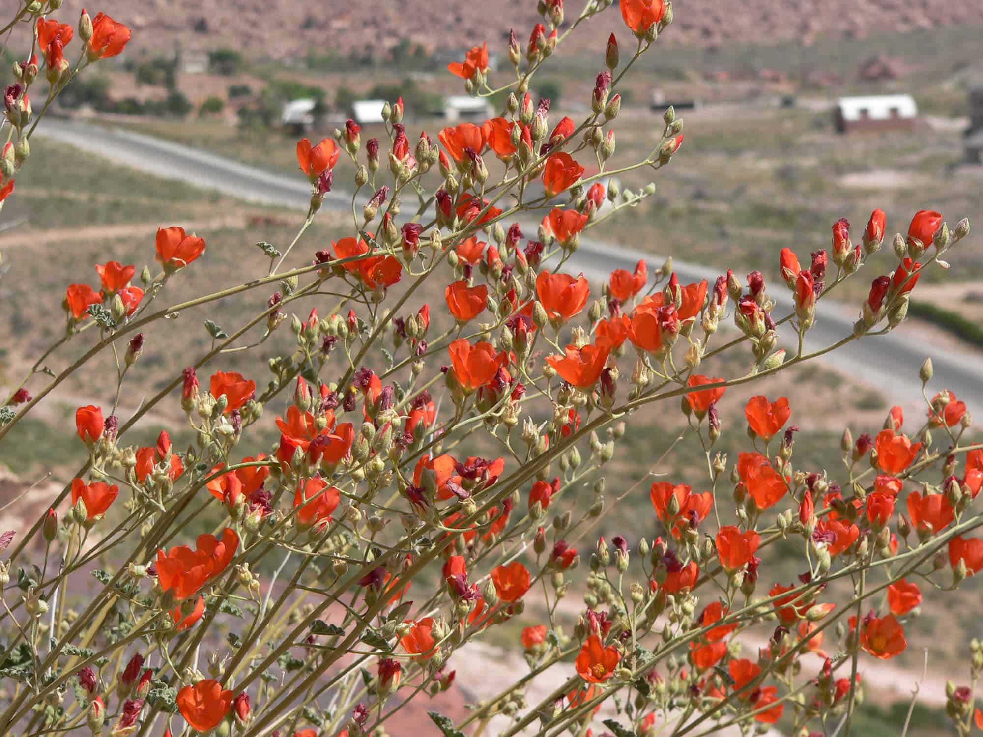 Globe Mallow – Desert Horizon Nursery