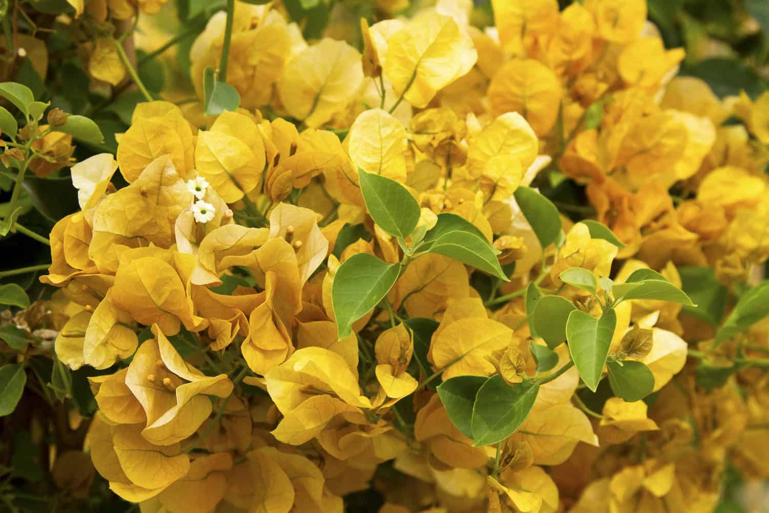 Bougainvillea ‘Gold Rush’ – Desert Horizon Nursery