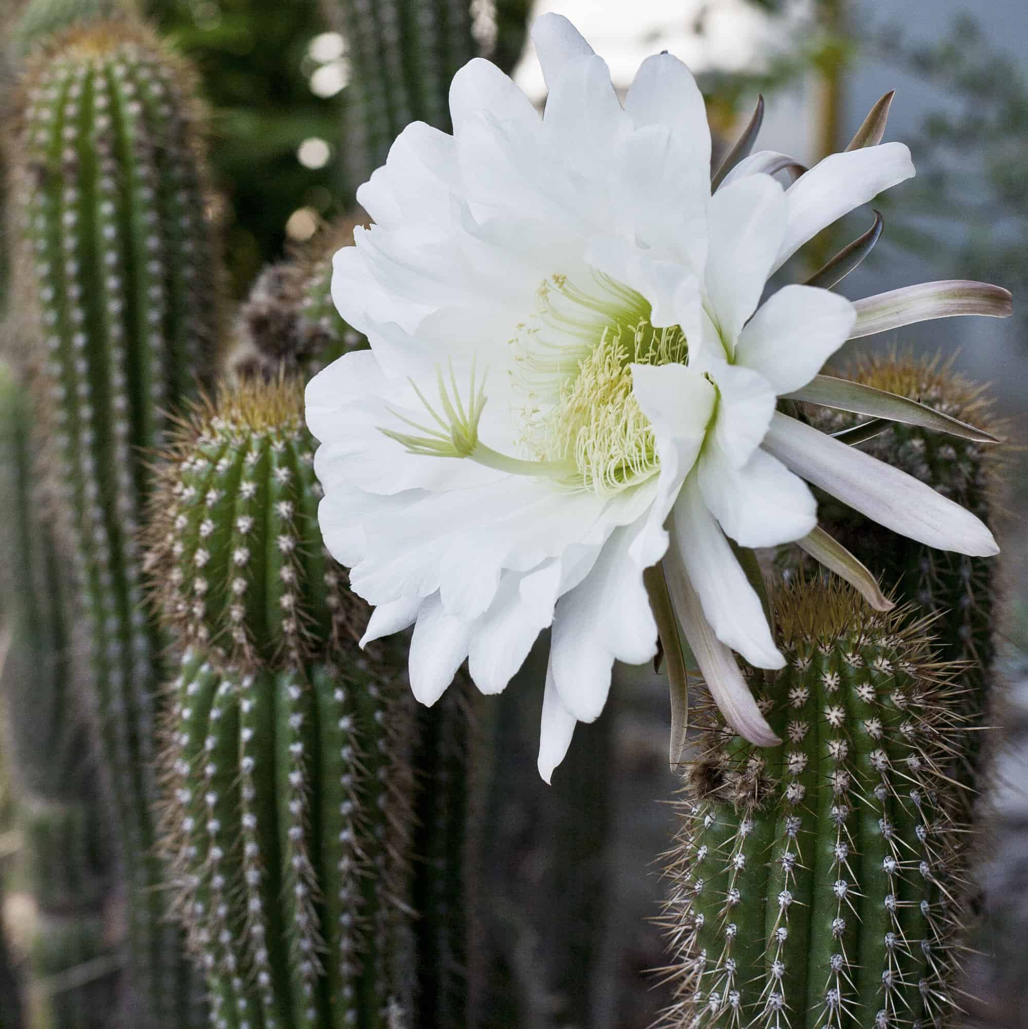 Golden Torch – Desert Horizon Nursery
