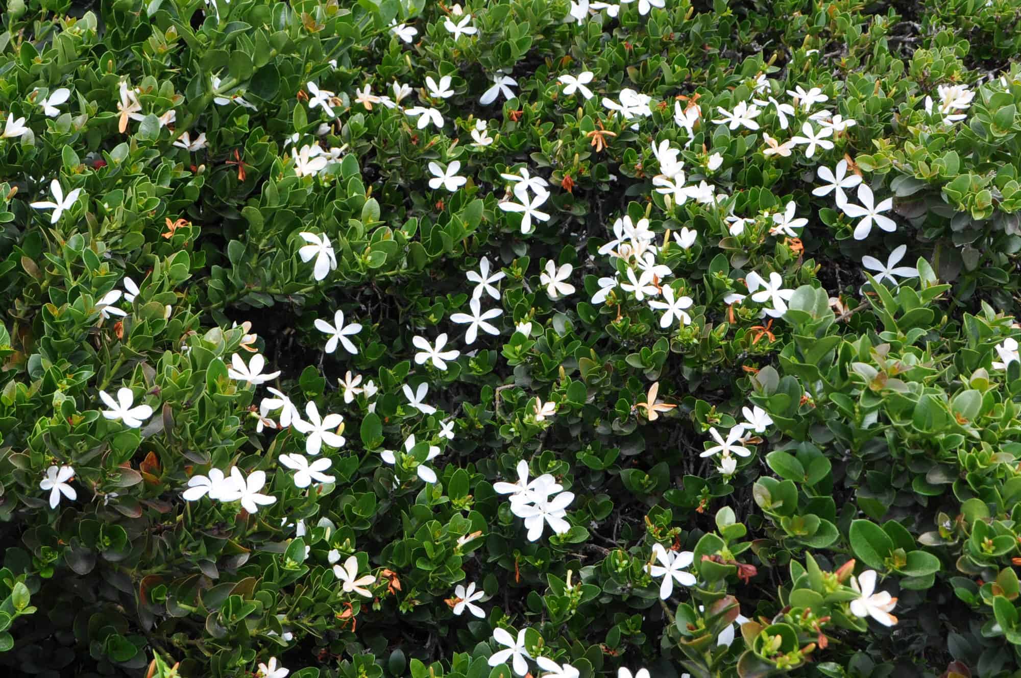 Green Carpet Natal Plum – Desert Horizon Nursery