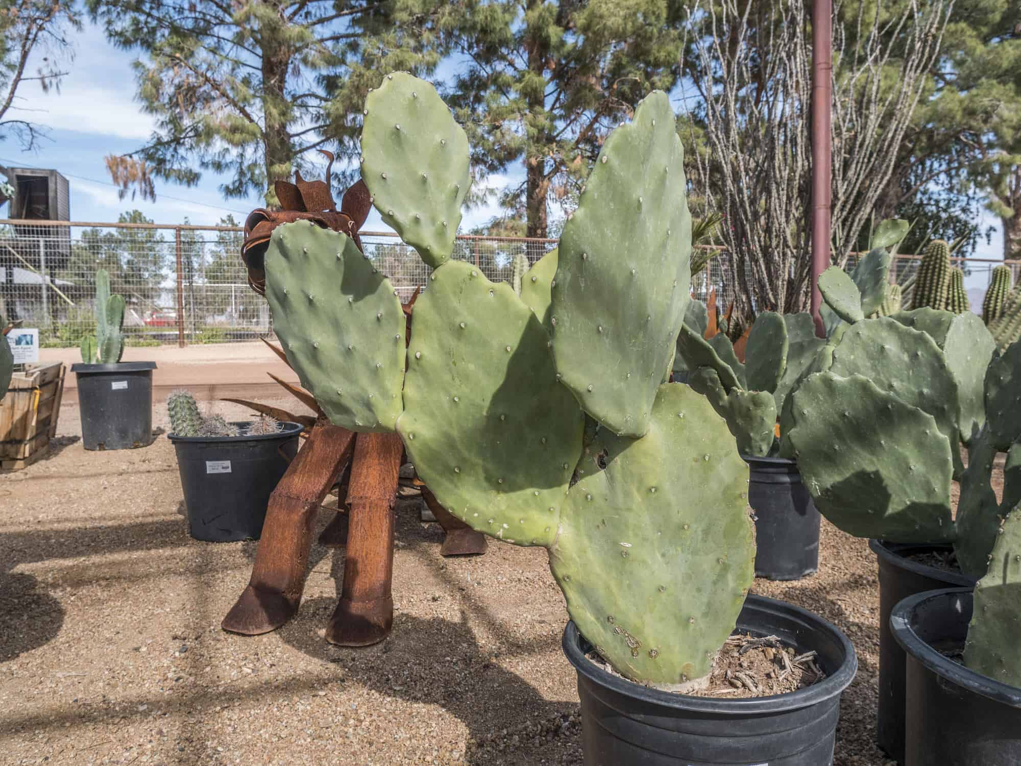 Prickly Pear Green / Indian Fig – Desert Horizon Nursery
