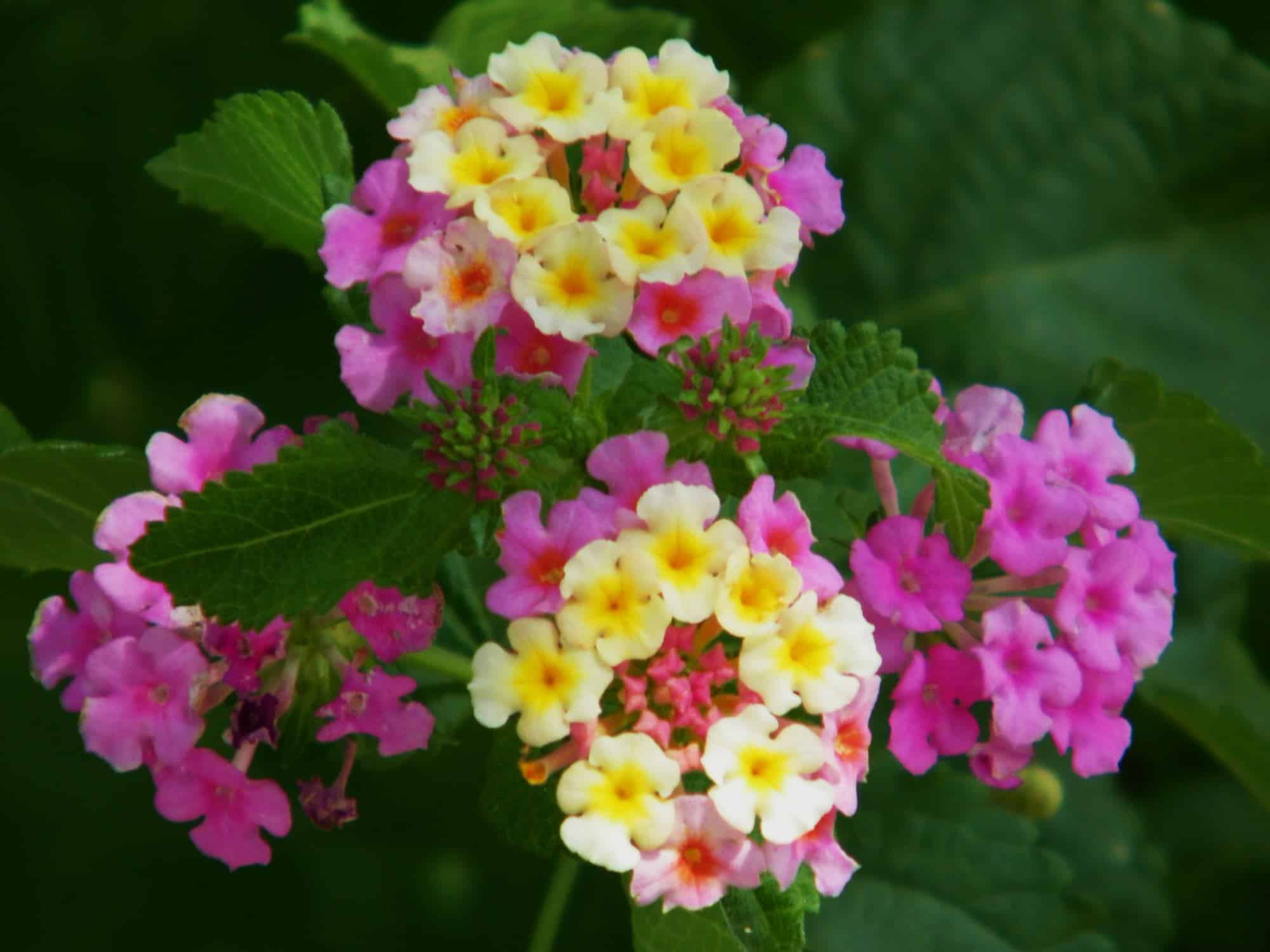 Lantana Irene – Desert Horizon Nursery