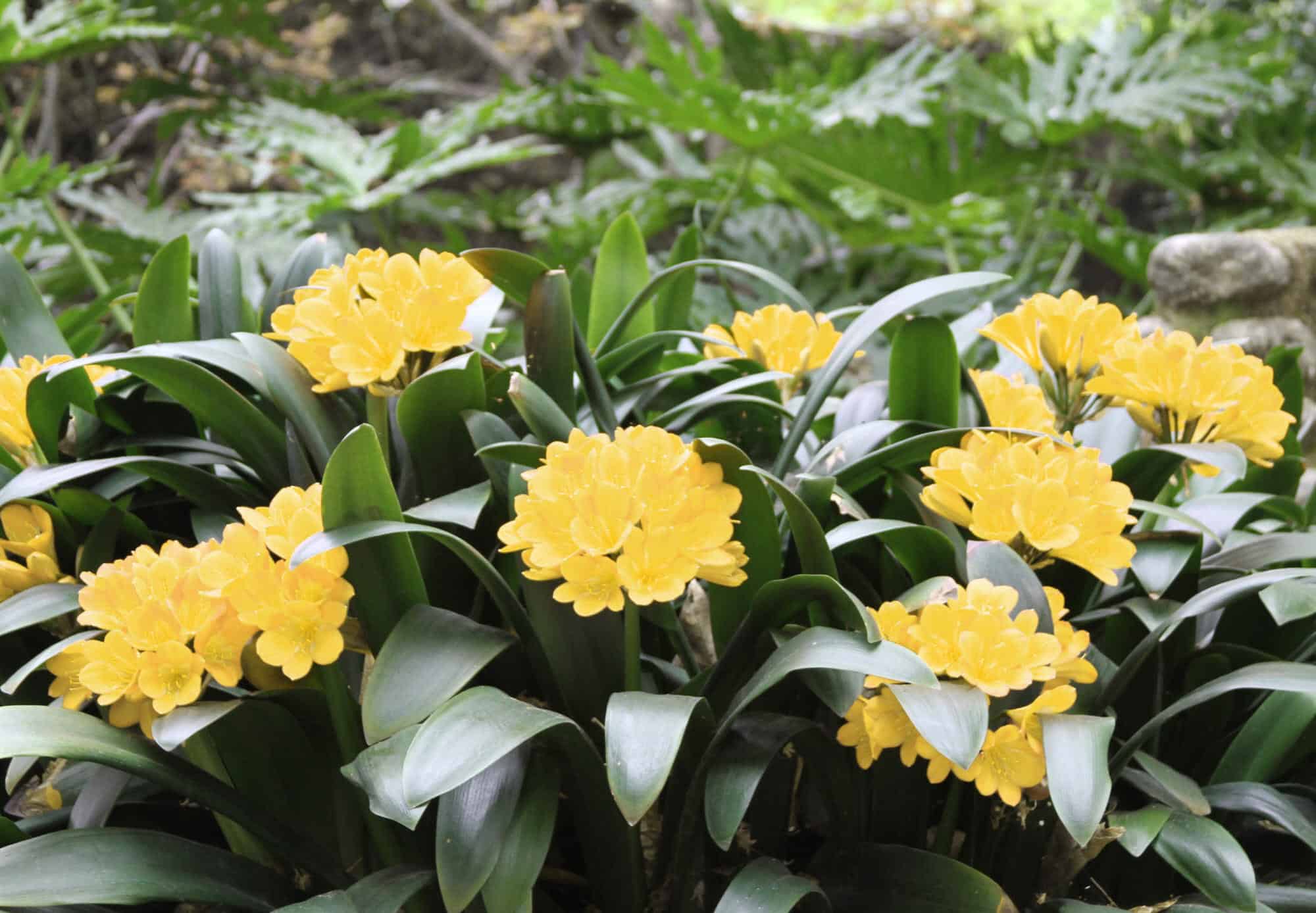 Kaffir Lily (Yellow) – Desert Horizon Nursery
