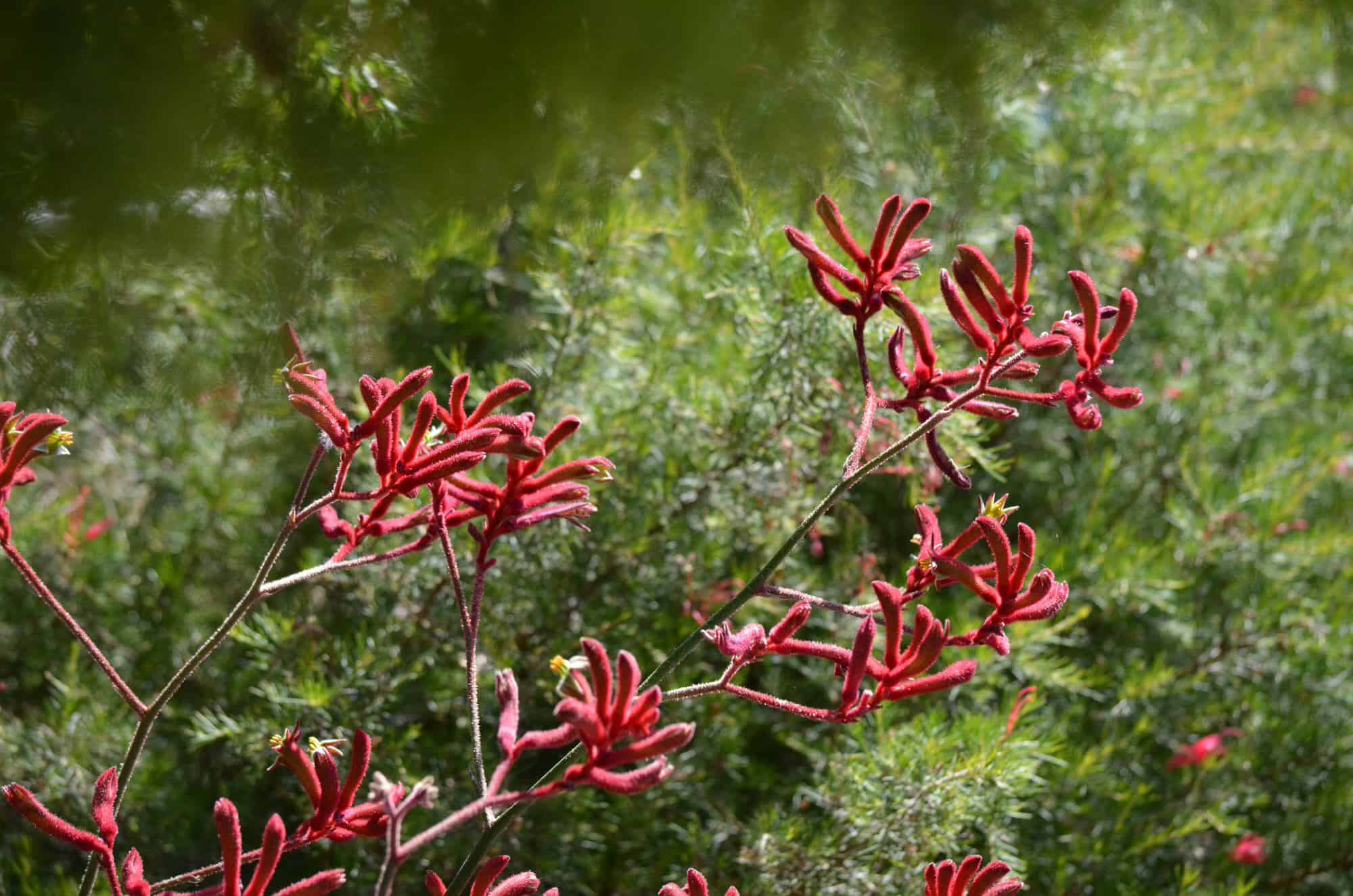 Tall Kangaroo Paw – Desert Horizon Nursery