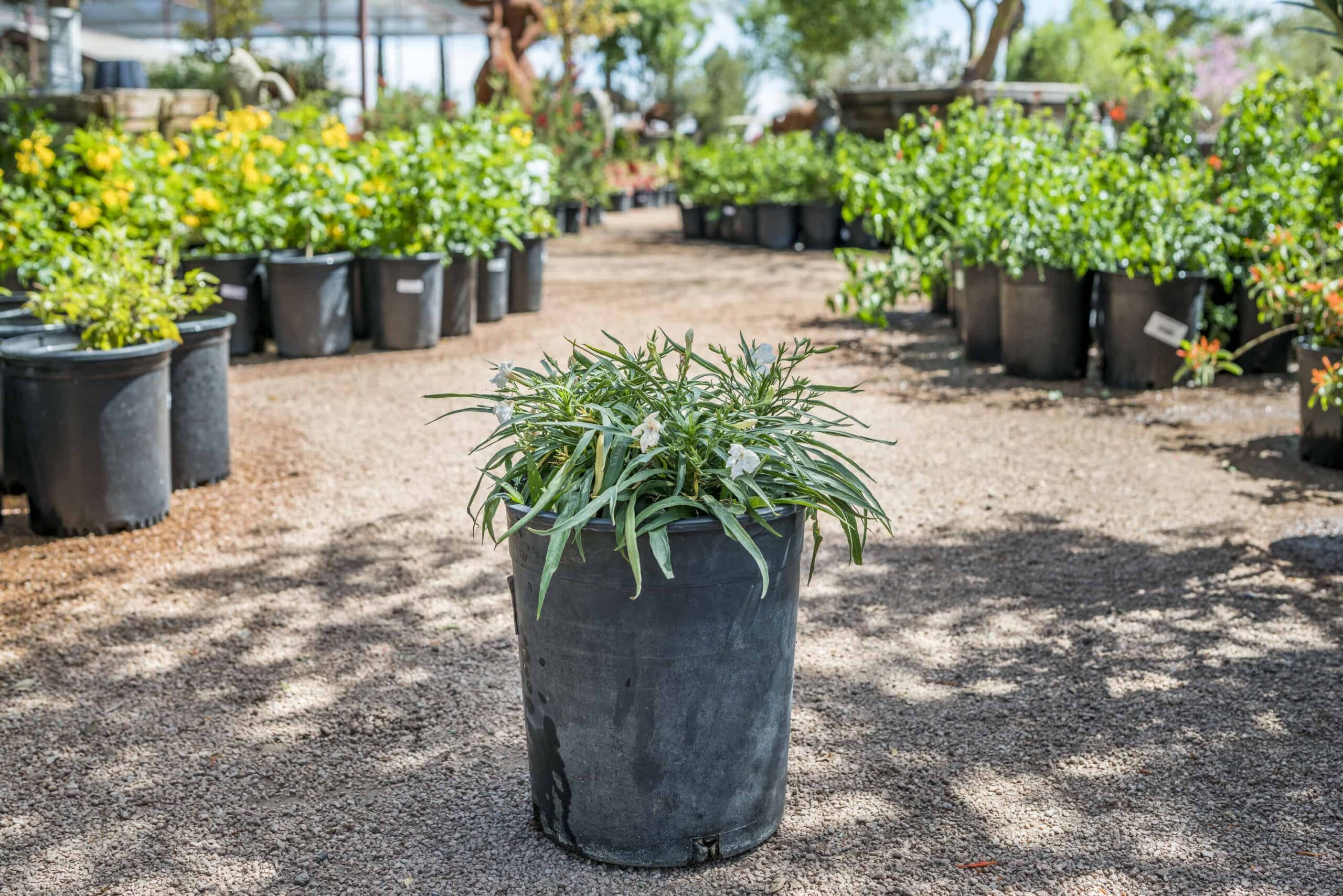 Katie Ruellia (White) – Desert Horizon Nursery