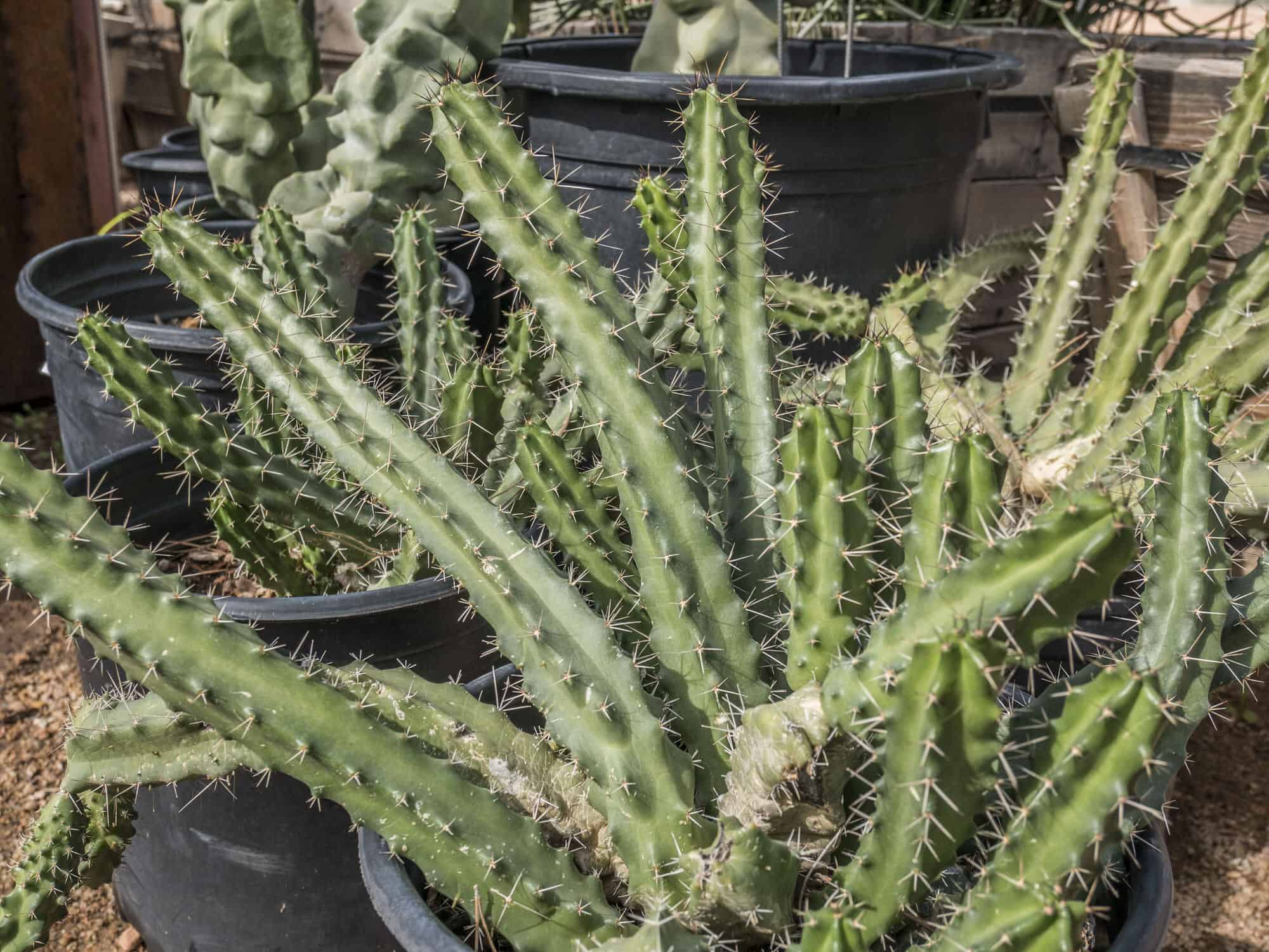 Lady Finger Cactus – Desert Horizon Nursery