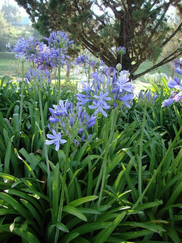 Agapanthus – Lily of the Nile – Desert Horizon Nursery