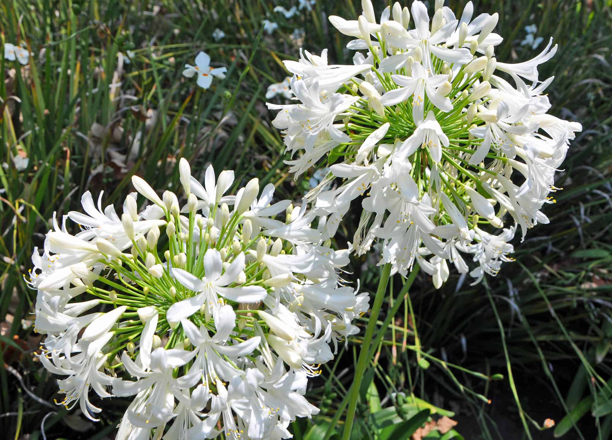 Lily of the Nile White – Desert Horizon Nursery