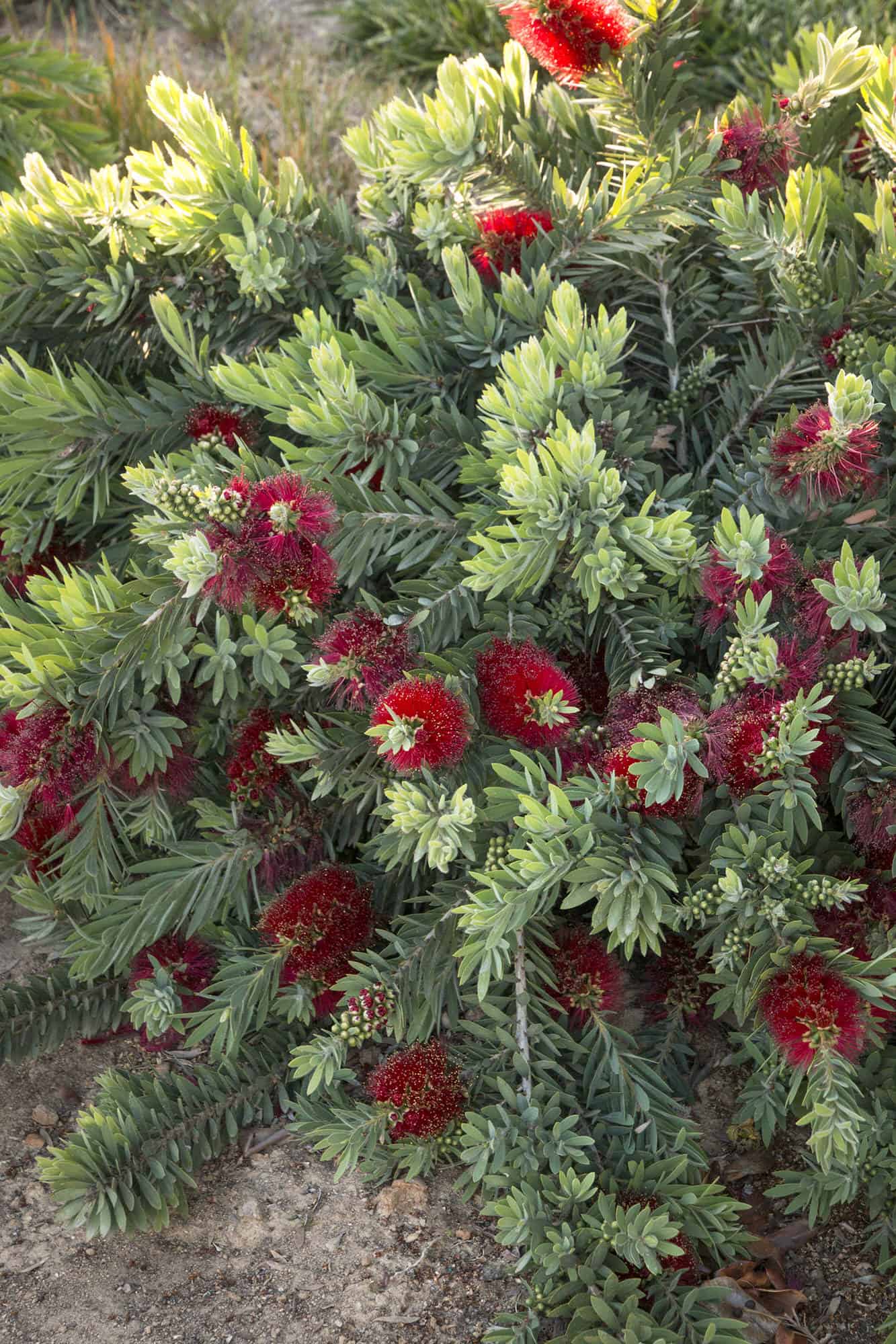 Little John Bottle Brush – Desert Horizon Nursery