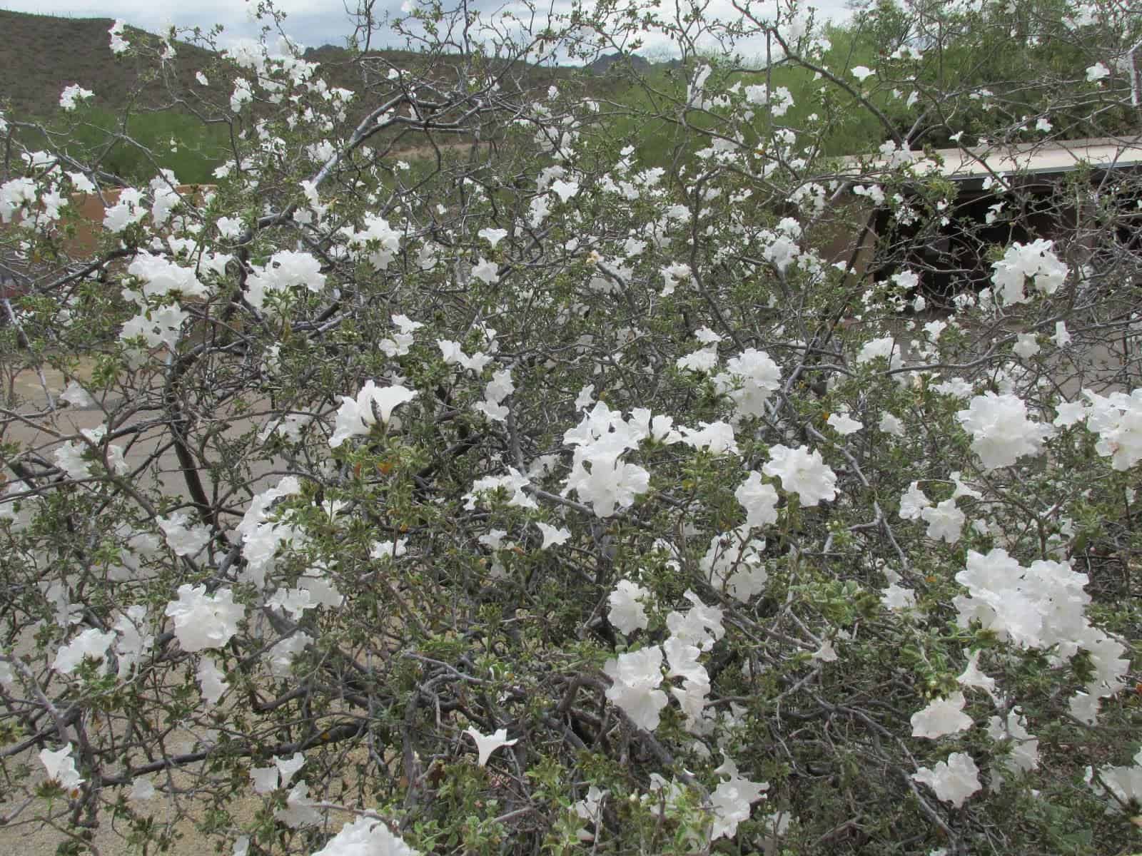 Little Leaf Cordia – Desert Horizon Nursery