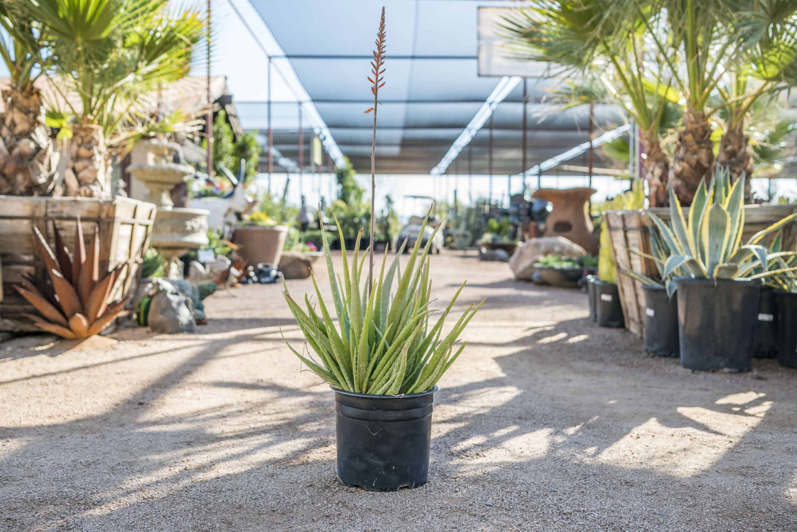 Medicinal Aloe – Desert Horizon Nursery