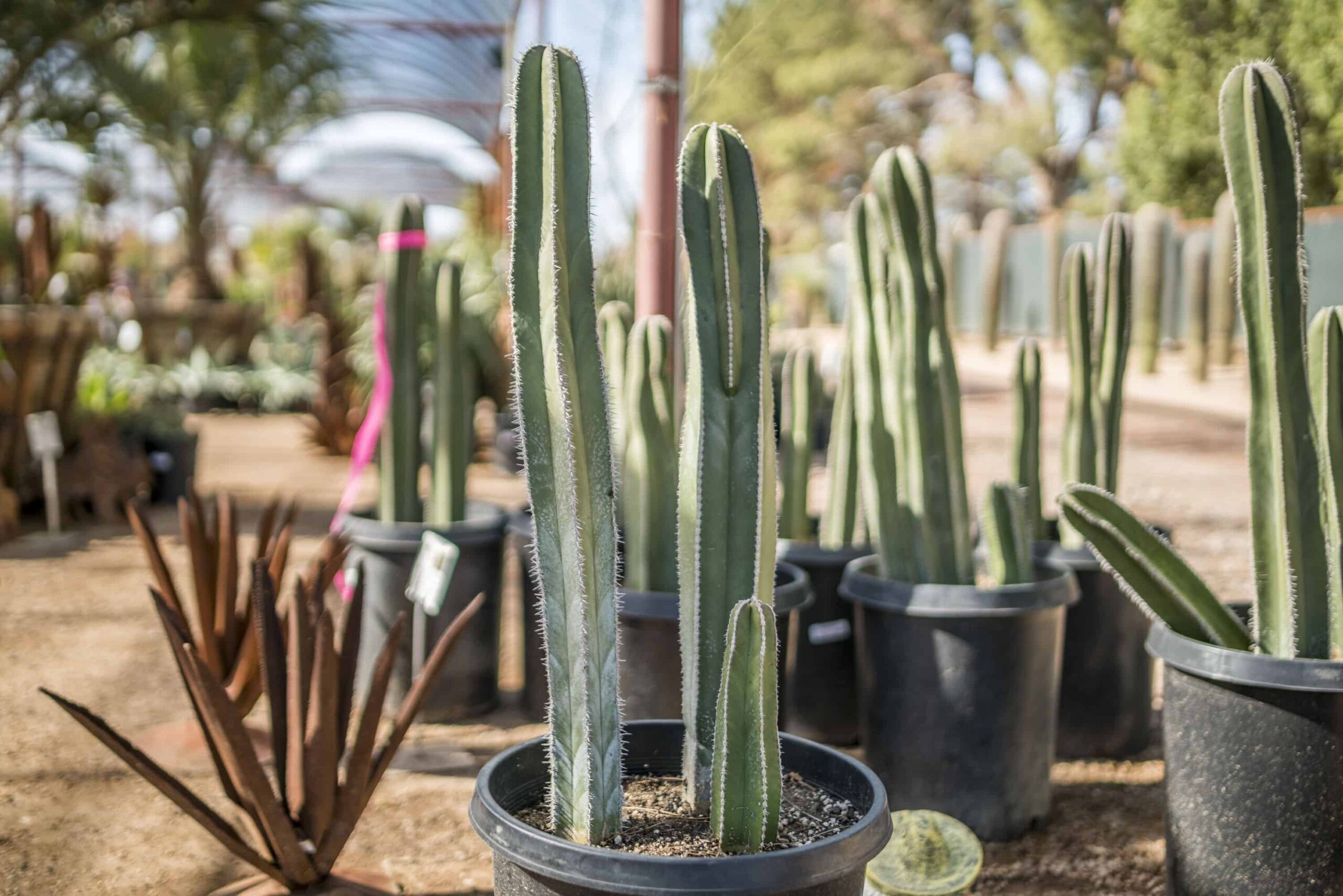 Mexican Fencepost – Desert Horizon Nursery