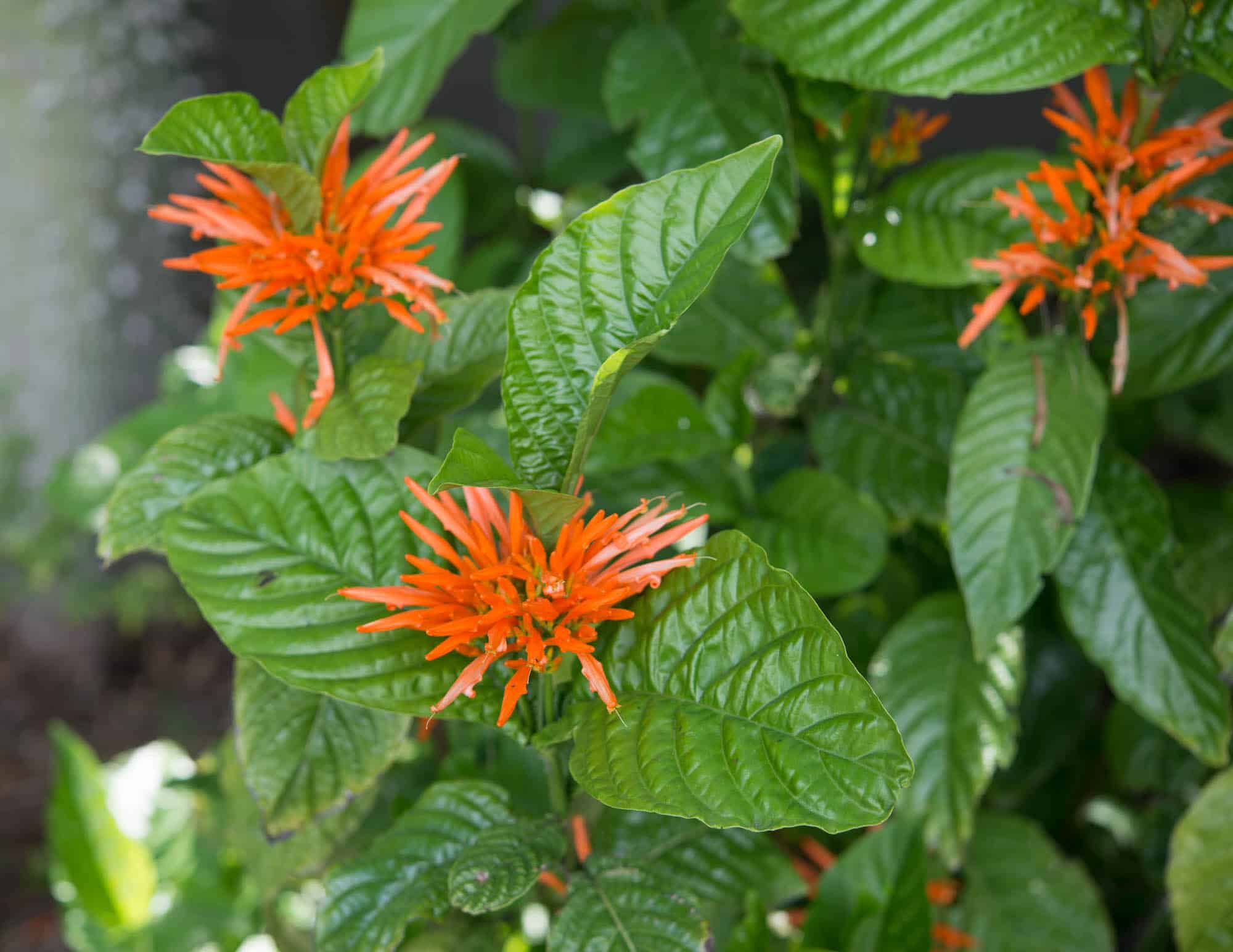 Mexican Honeysuckle – Desert Horizon Nursery