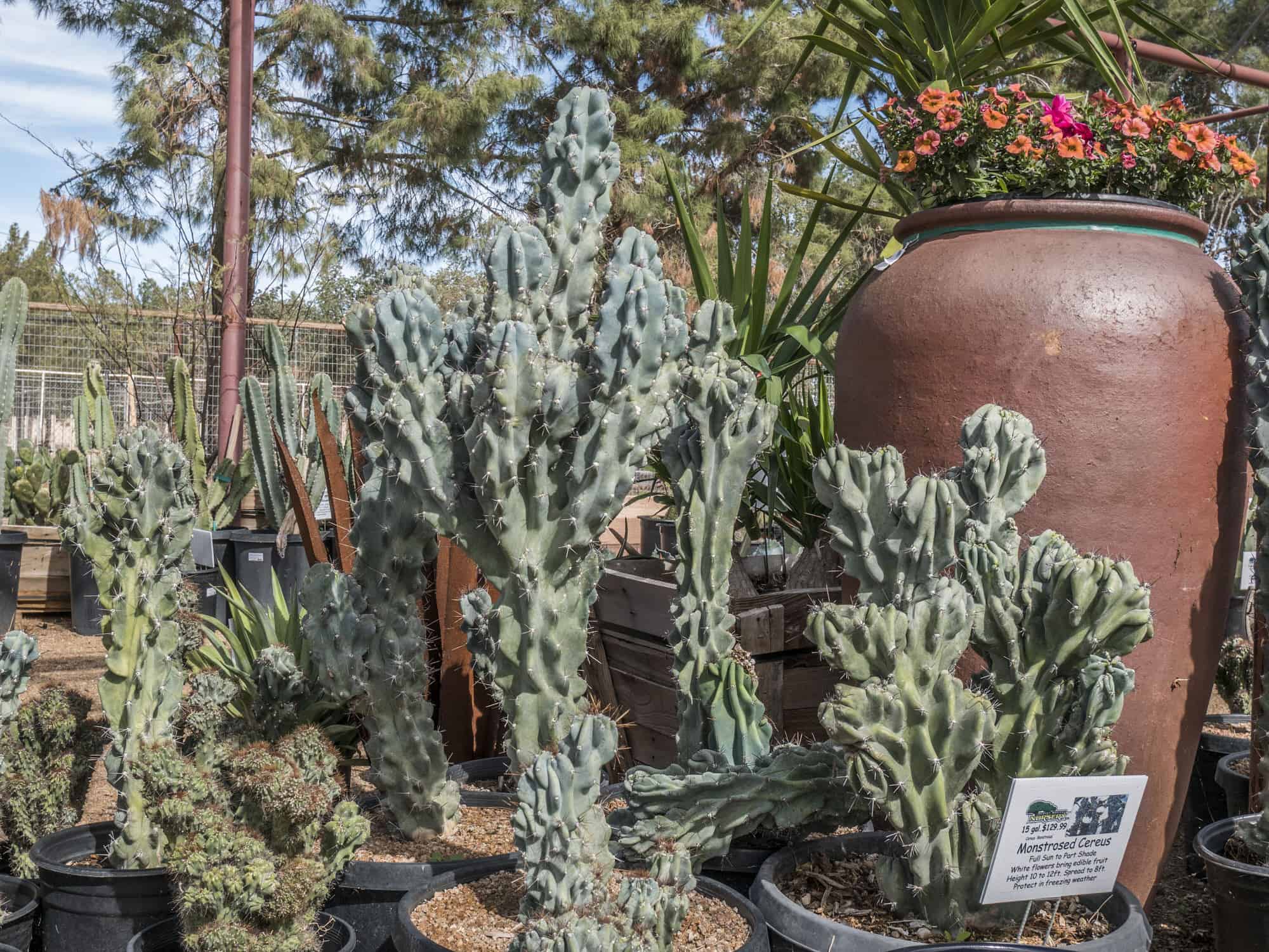 Monstrose Cereus – Desert Horizon Nursery