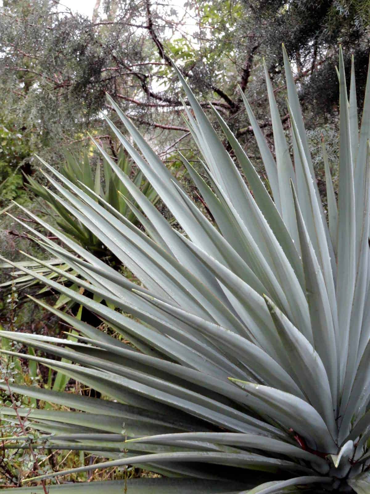 Mountain Yucca – Desert Horizon Nursery
