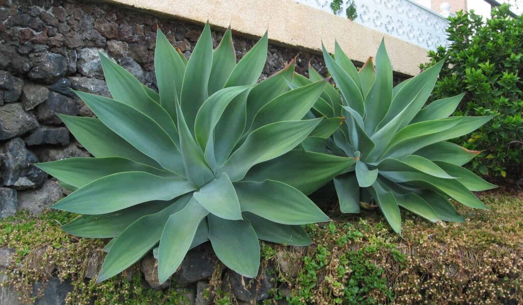 Nova Agave – Desert Horizon Nursery