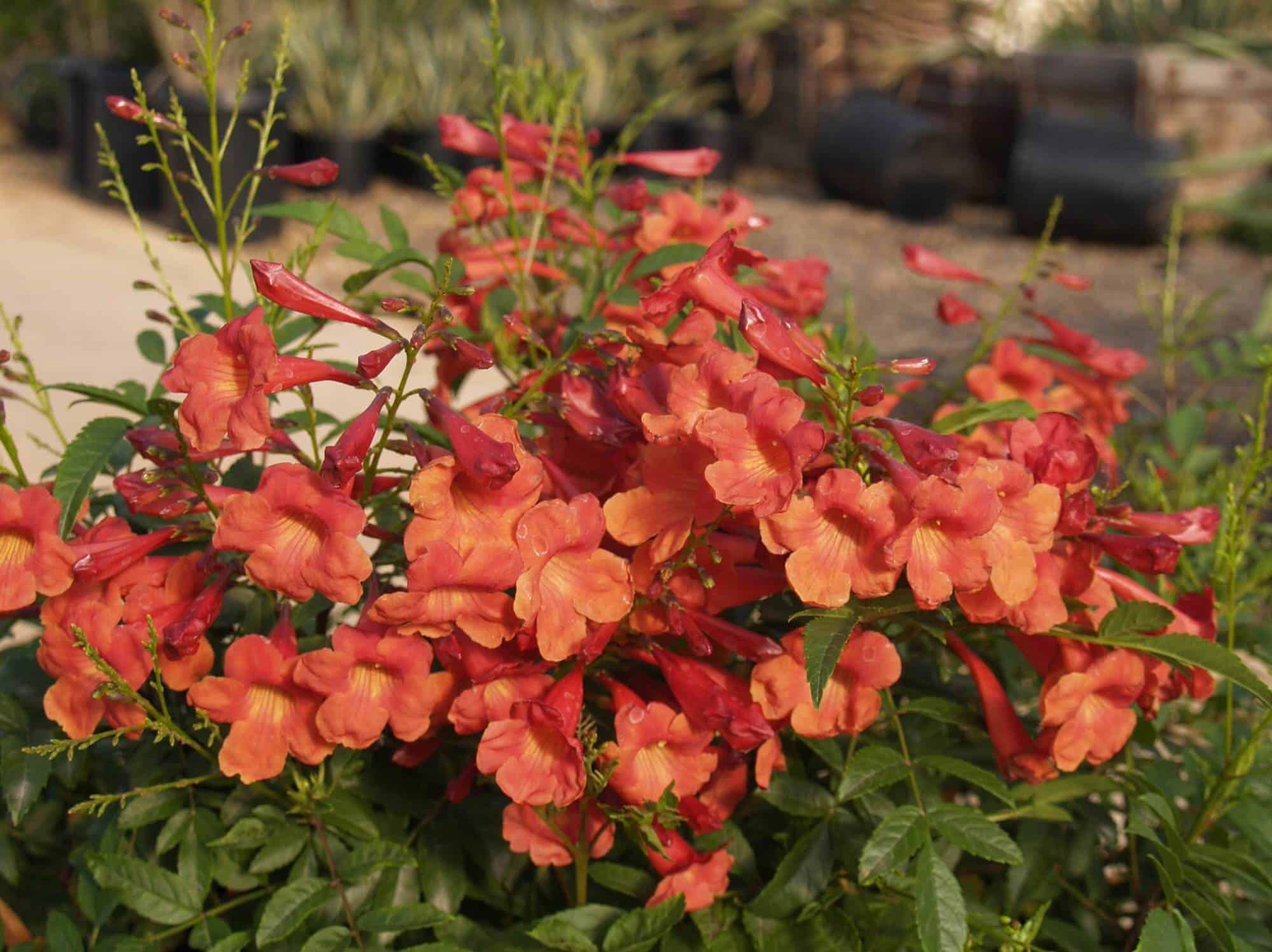 Orange Jubilee Bells – Desert Horizon Nursery