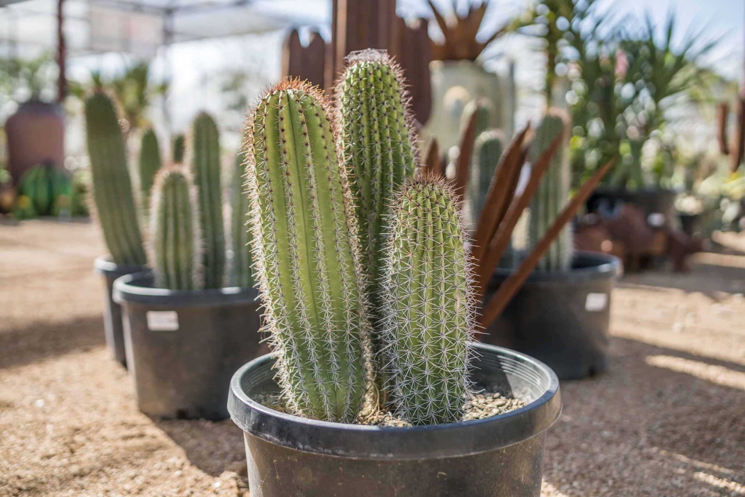 Organ Pipe Cactus – Desert Horizon Nursery