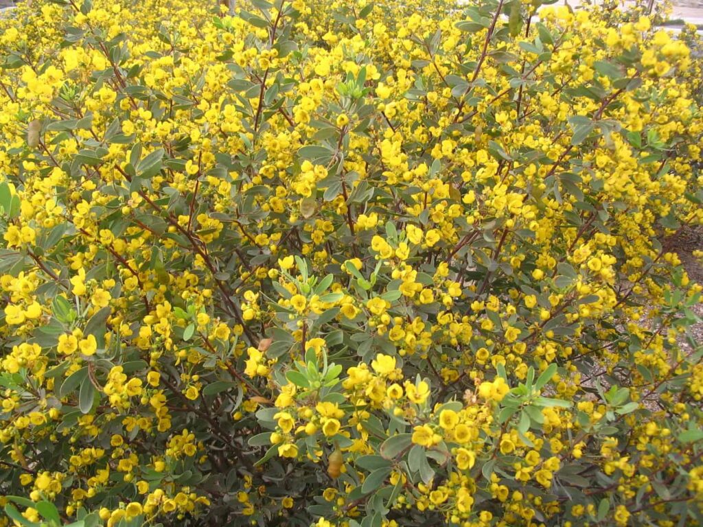 Outback Cassia – Desert Horizon Nursery