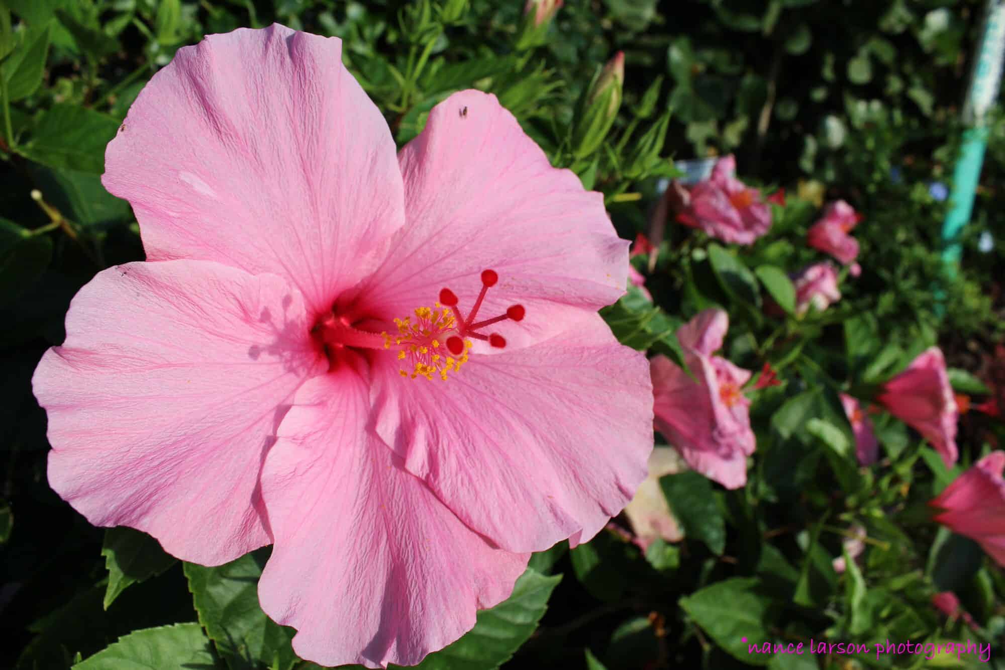 Pink Hibiscus – Desert Horizon Nursery
