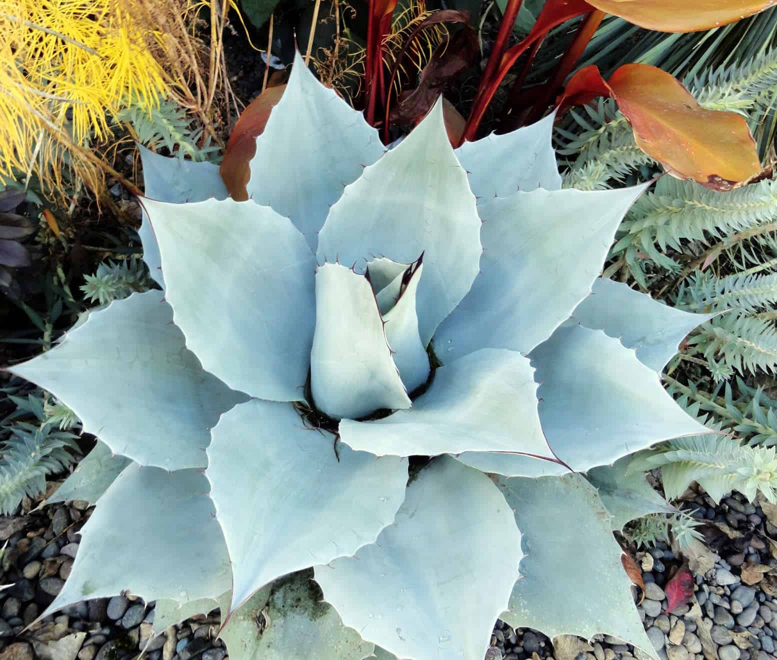 Whales Tongue Agave / Whale’s Tongue Agave – Desert Horizon Nursery