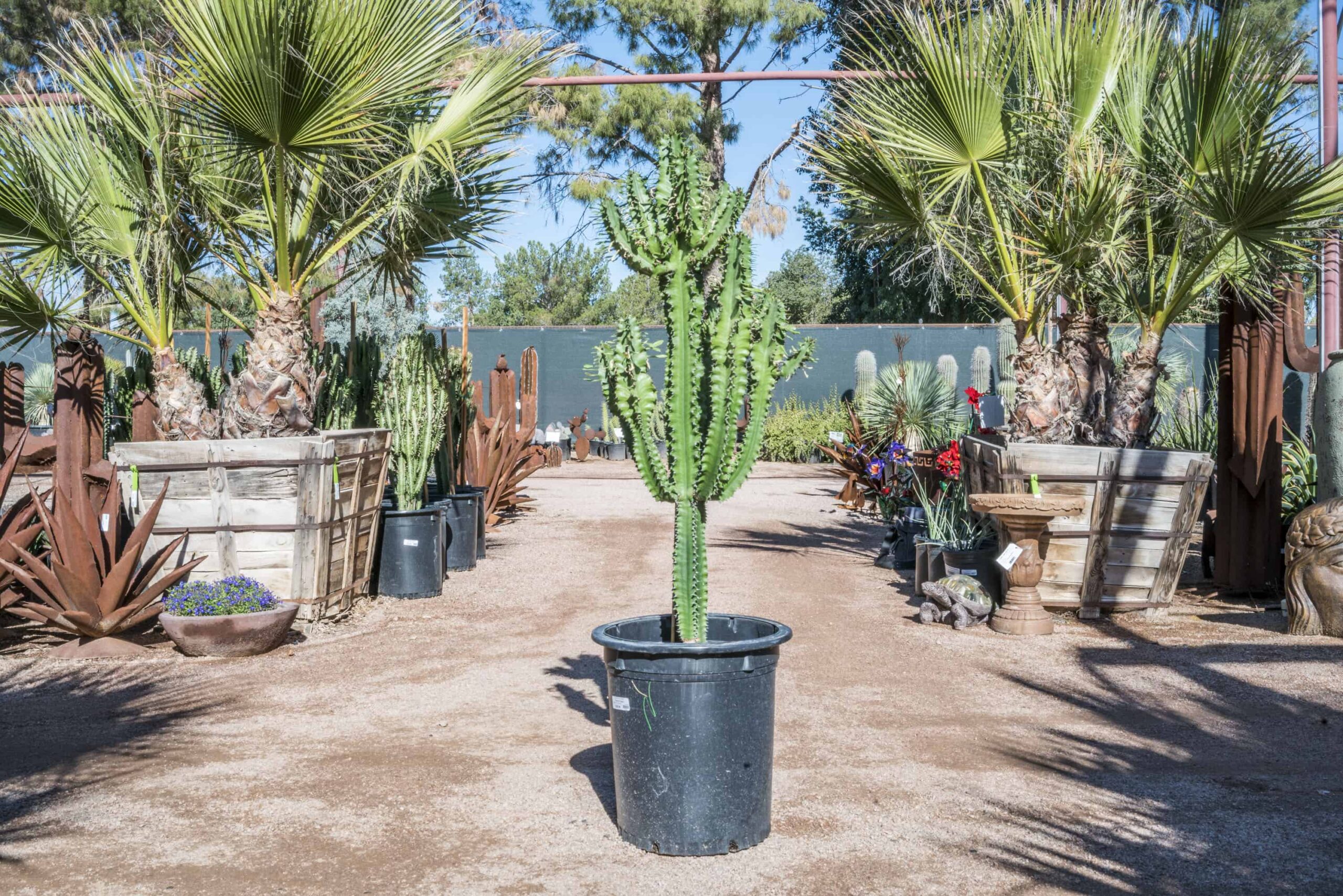 African Candelabra – Desert Horizon Nursery