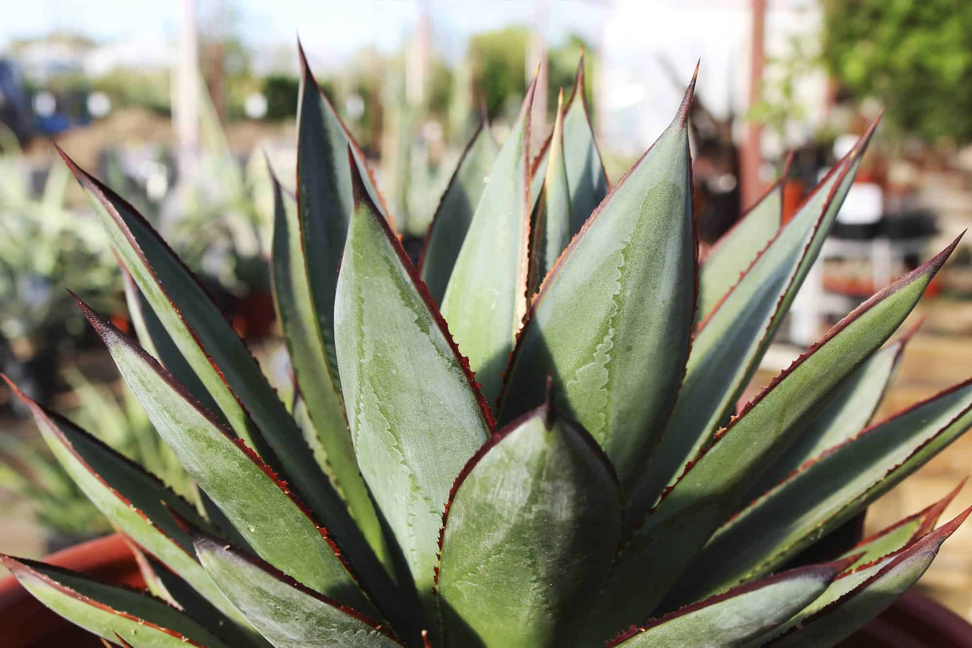 Blue Glow Agave – Desert Horizon Nursery