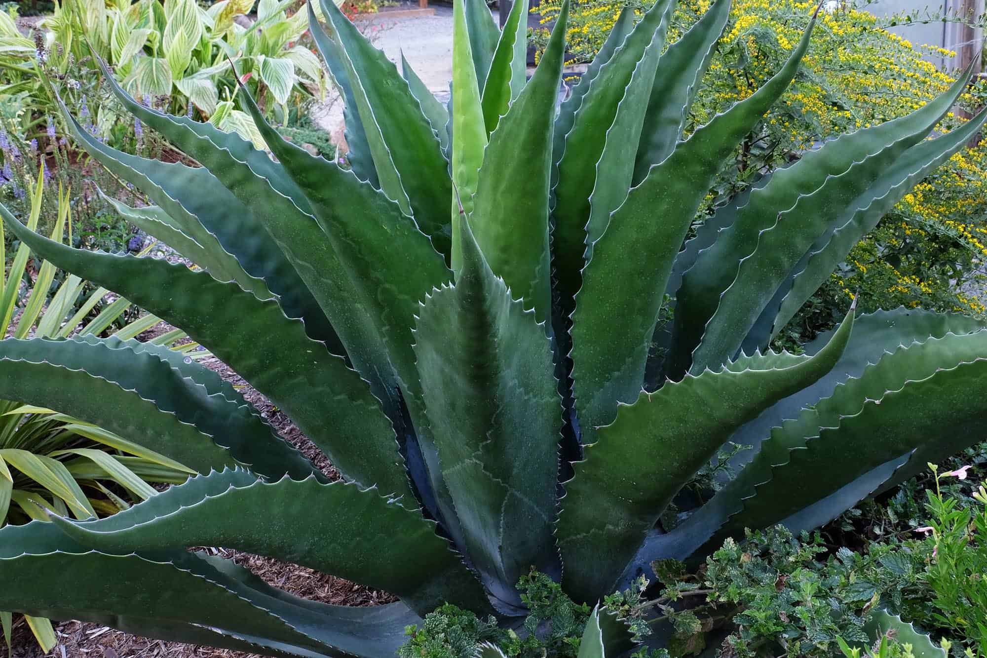 Ferox Agave – Desert Horizon Nursery