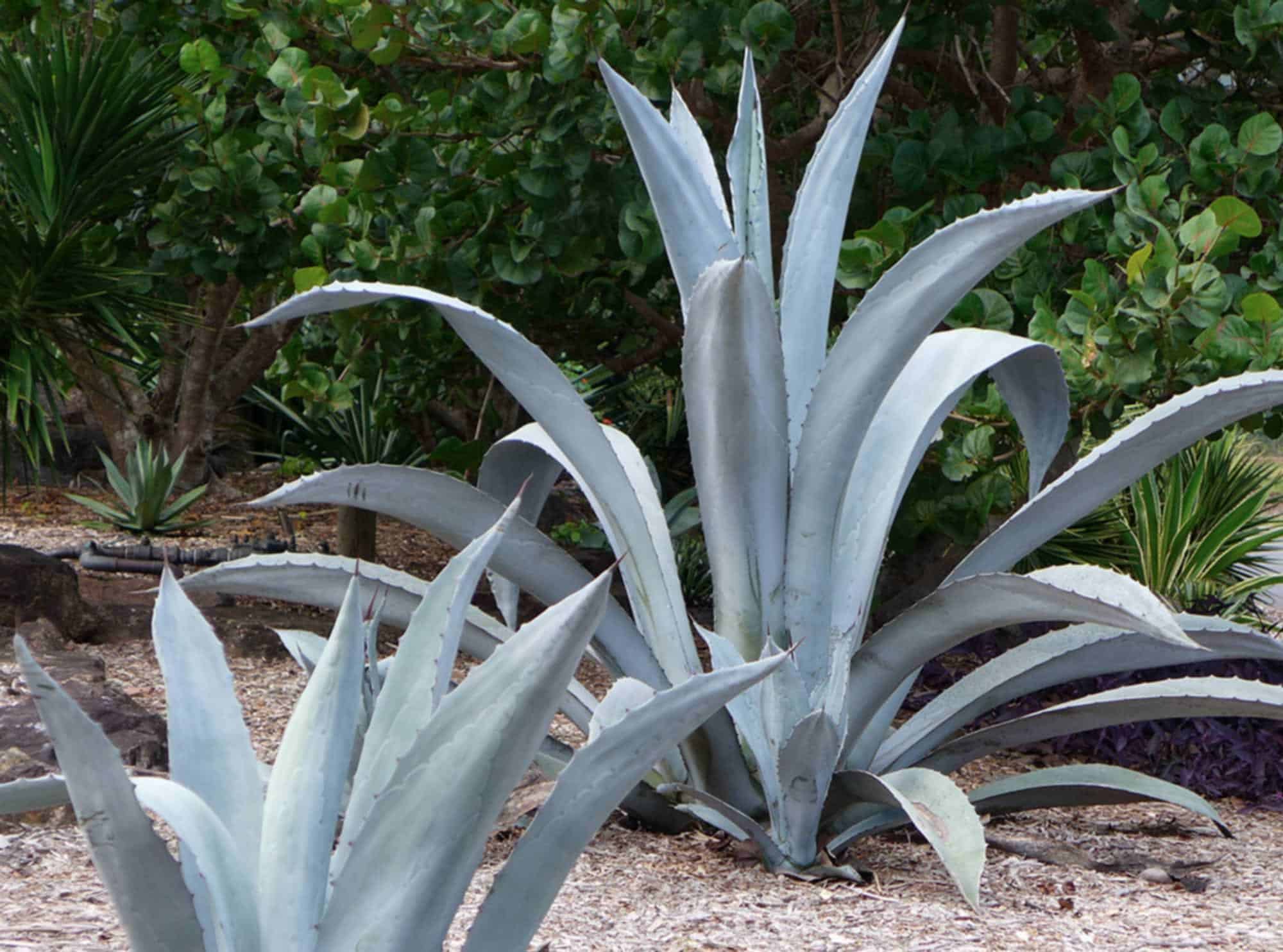 Agave Franzosinii - Desert Horizon Nursery