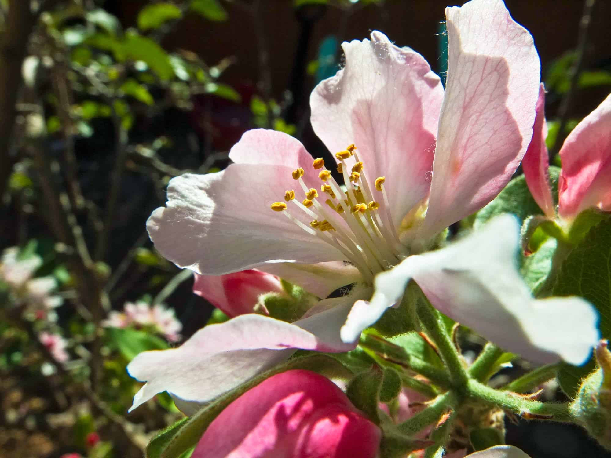 Anna Apple – Desert Horizon Nursery