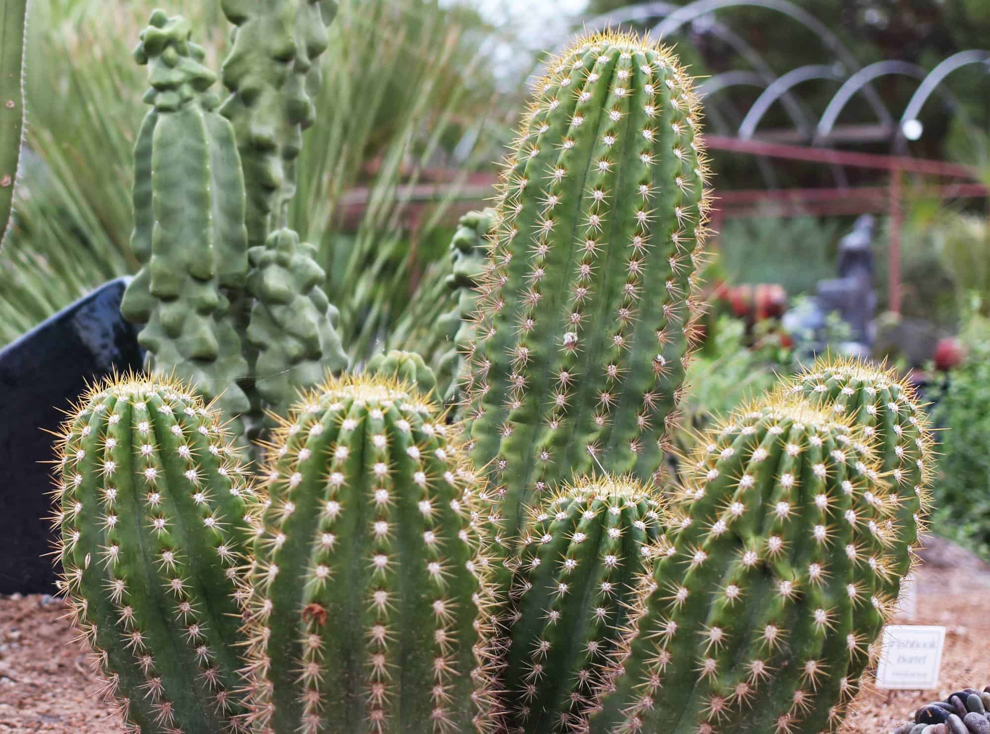 Argentine Giant – Desert Horizon Nursery