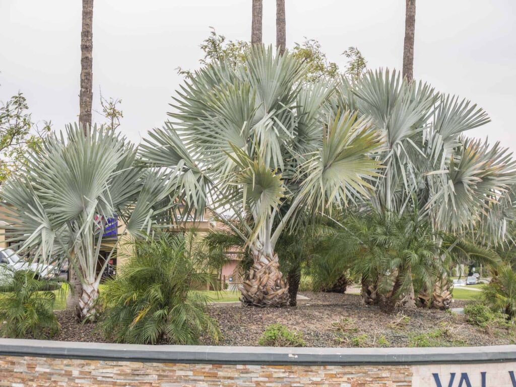 Bismarck Palm – Desert Horizon Nursery