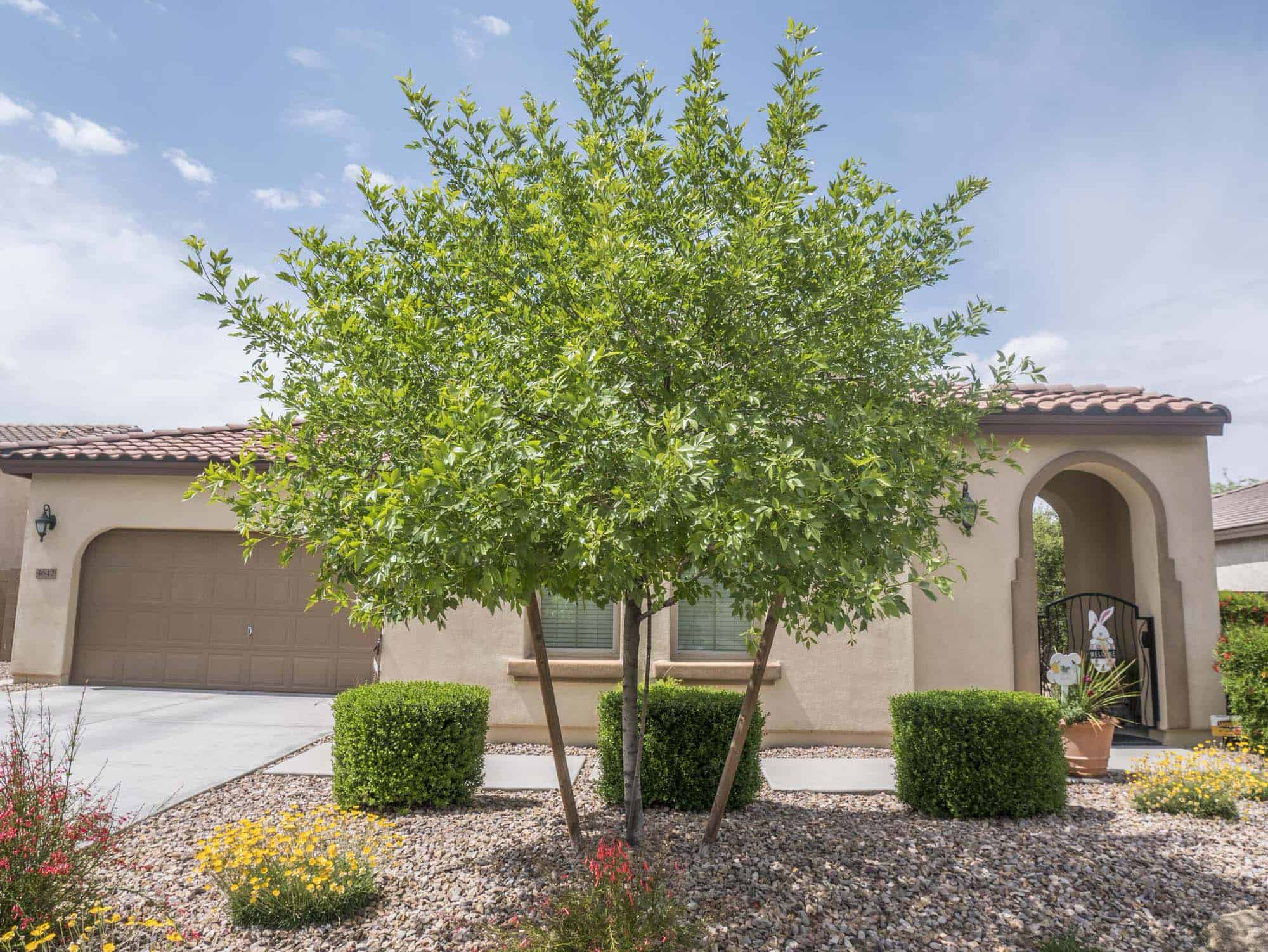 Bonita Ash – Desert Horizon Nursery