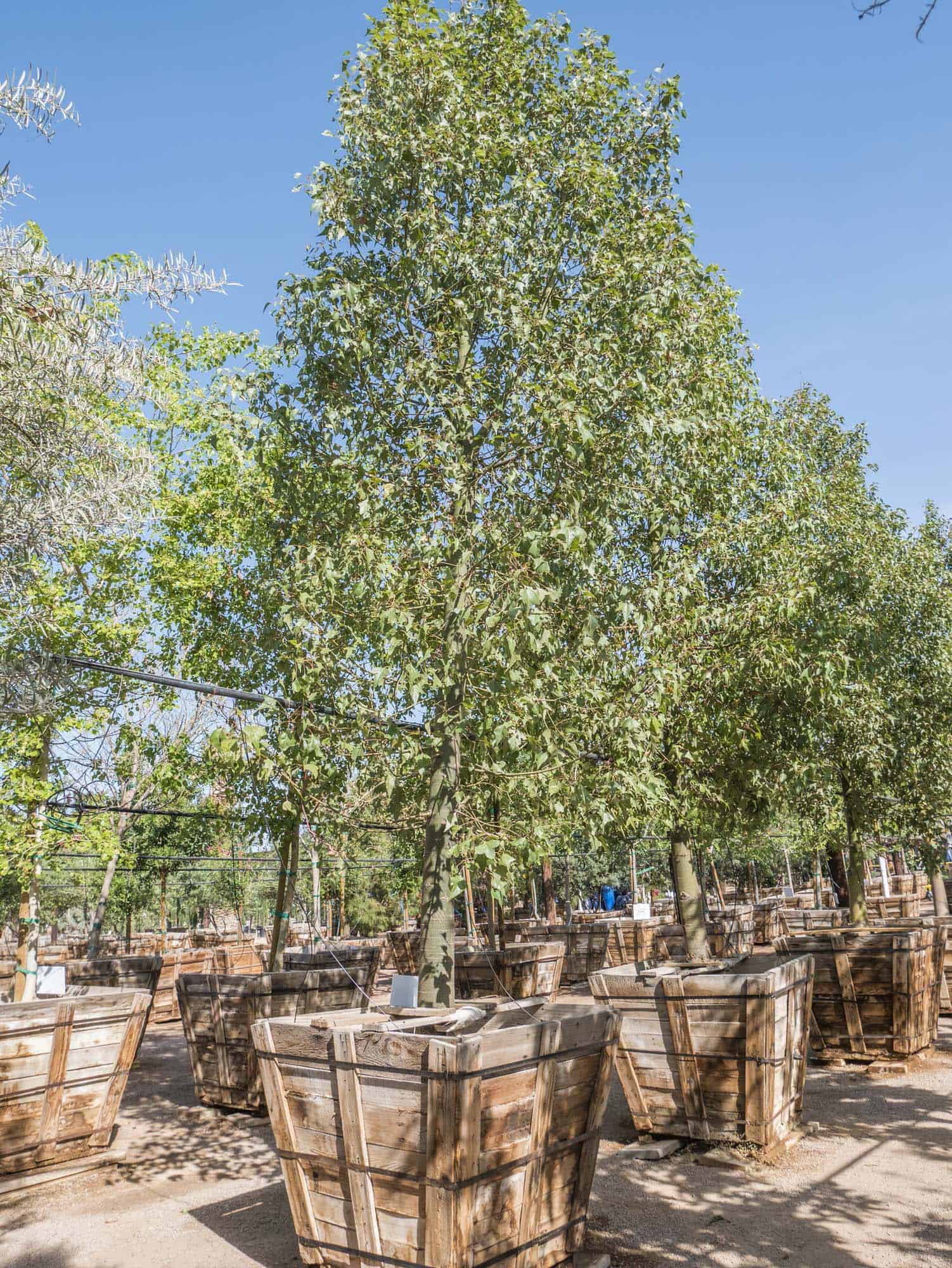 Bottle Tree - Desert Horizon Nursery