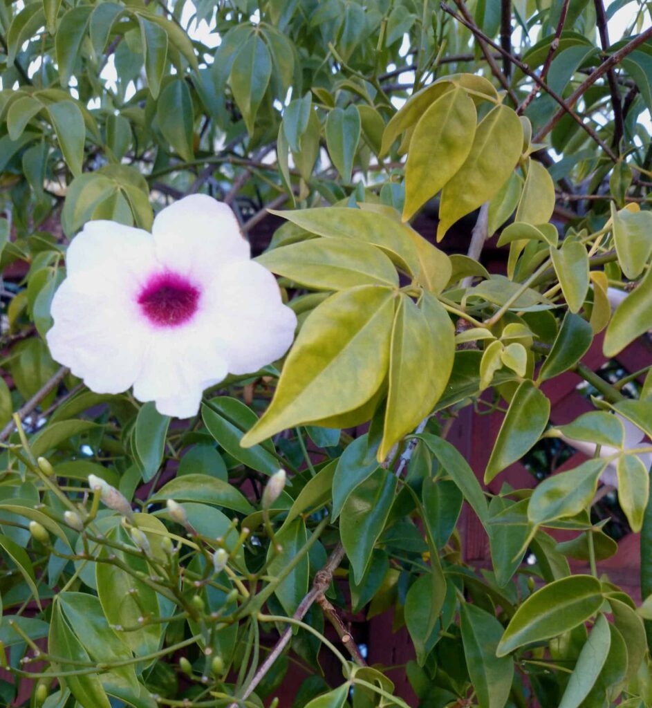 Bower Vine Pink – Desert Horizon Nursery