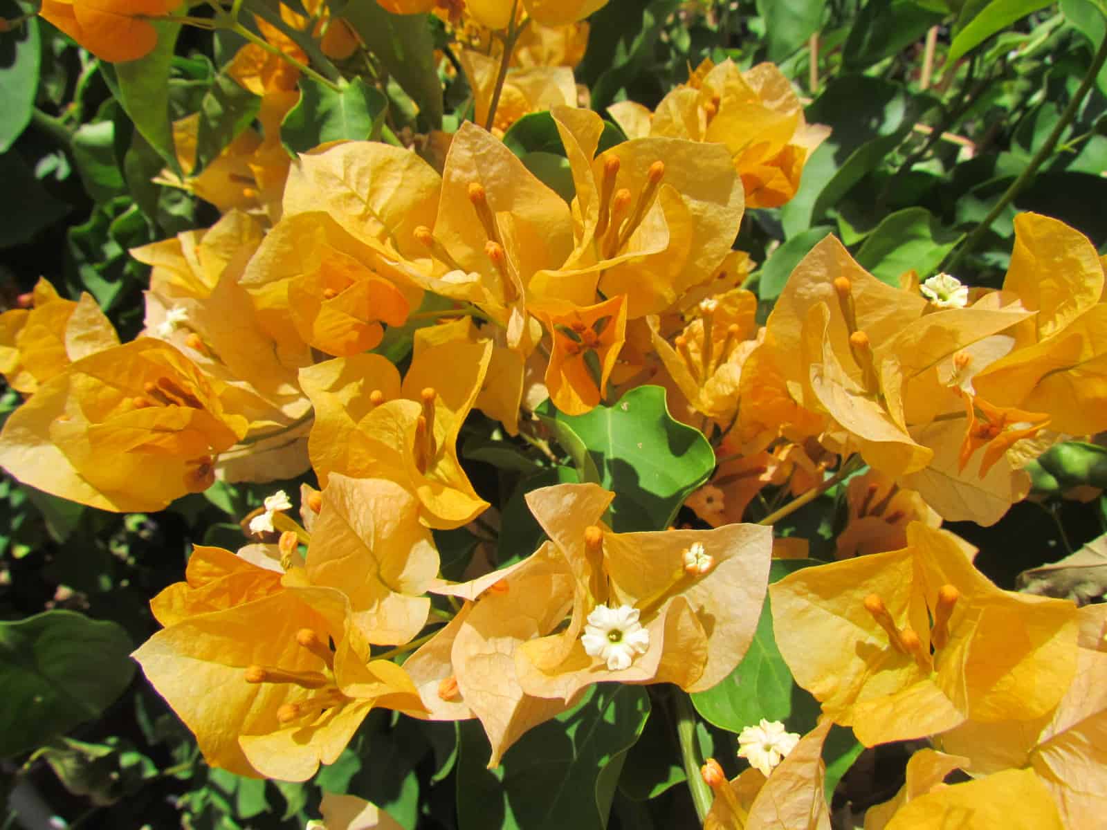 Bougainvillea ‘California Gold’ – Desert Horizon Nursery