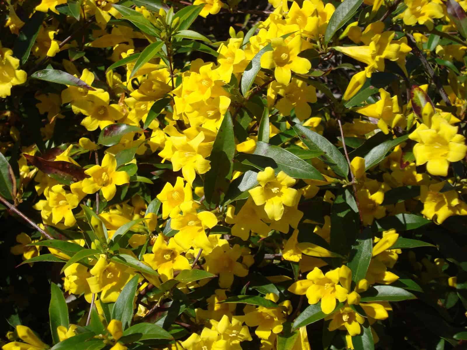 Carolina Jessamine – Desert Horizon Nursery
