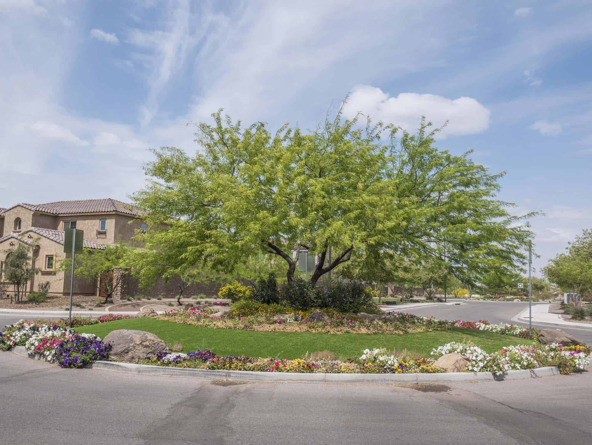Chilean Mesquite – Desert Horizon Nursery