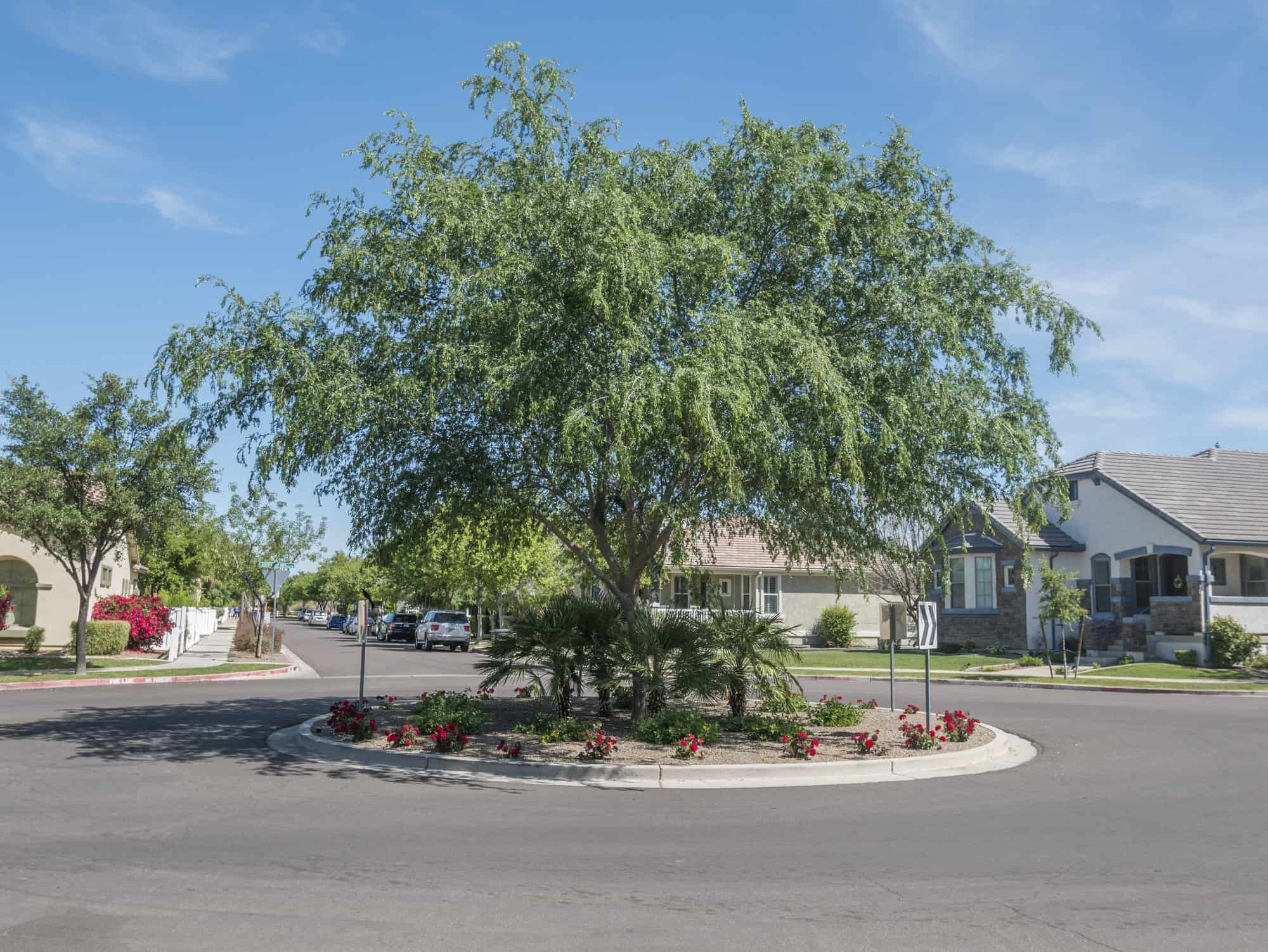 Chinese Elm – Desert Horizon Nursery