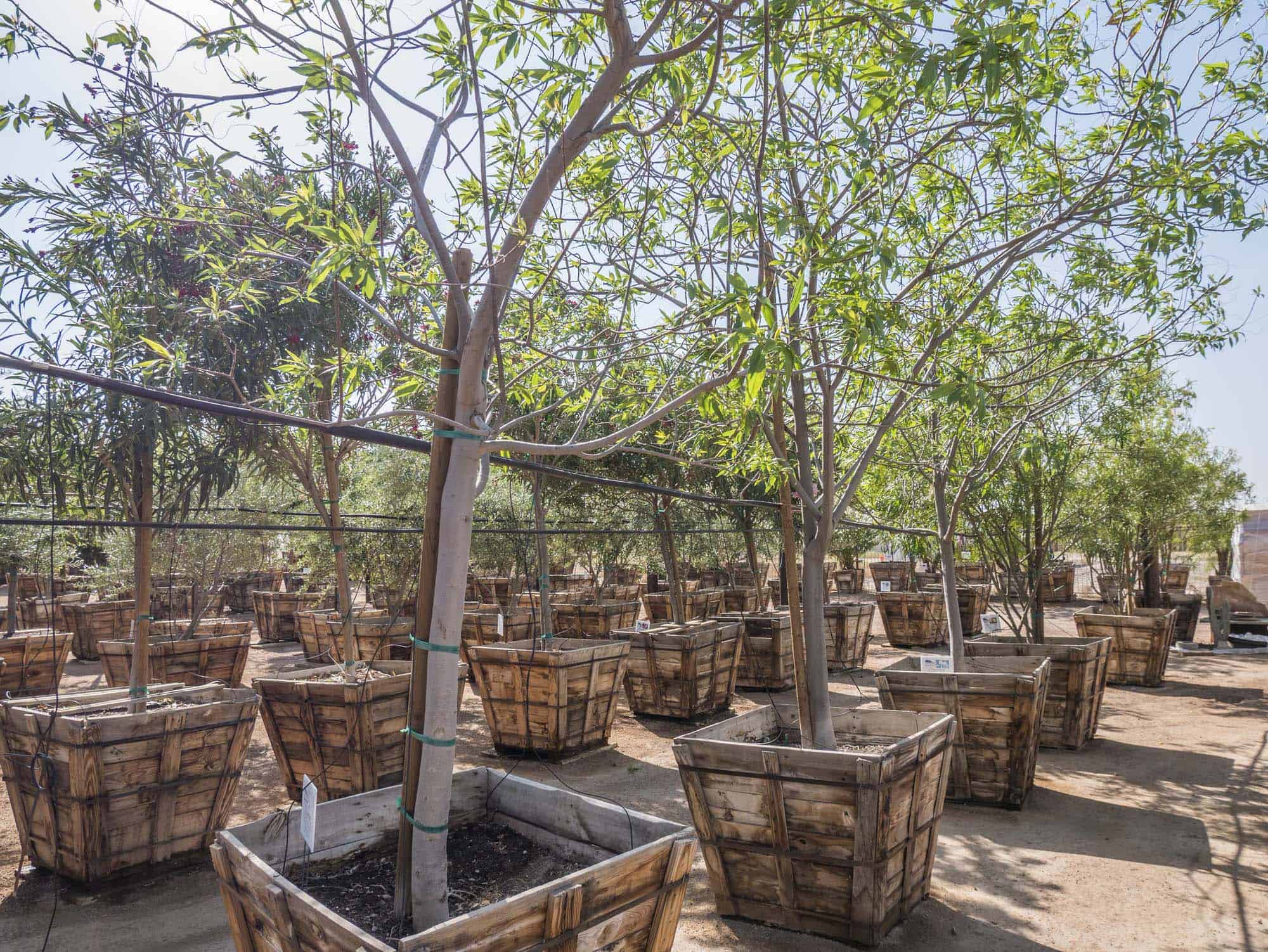 Chitalpa – Desert Horizon Nursery